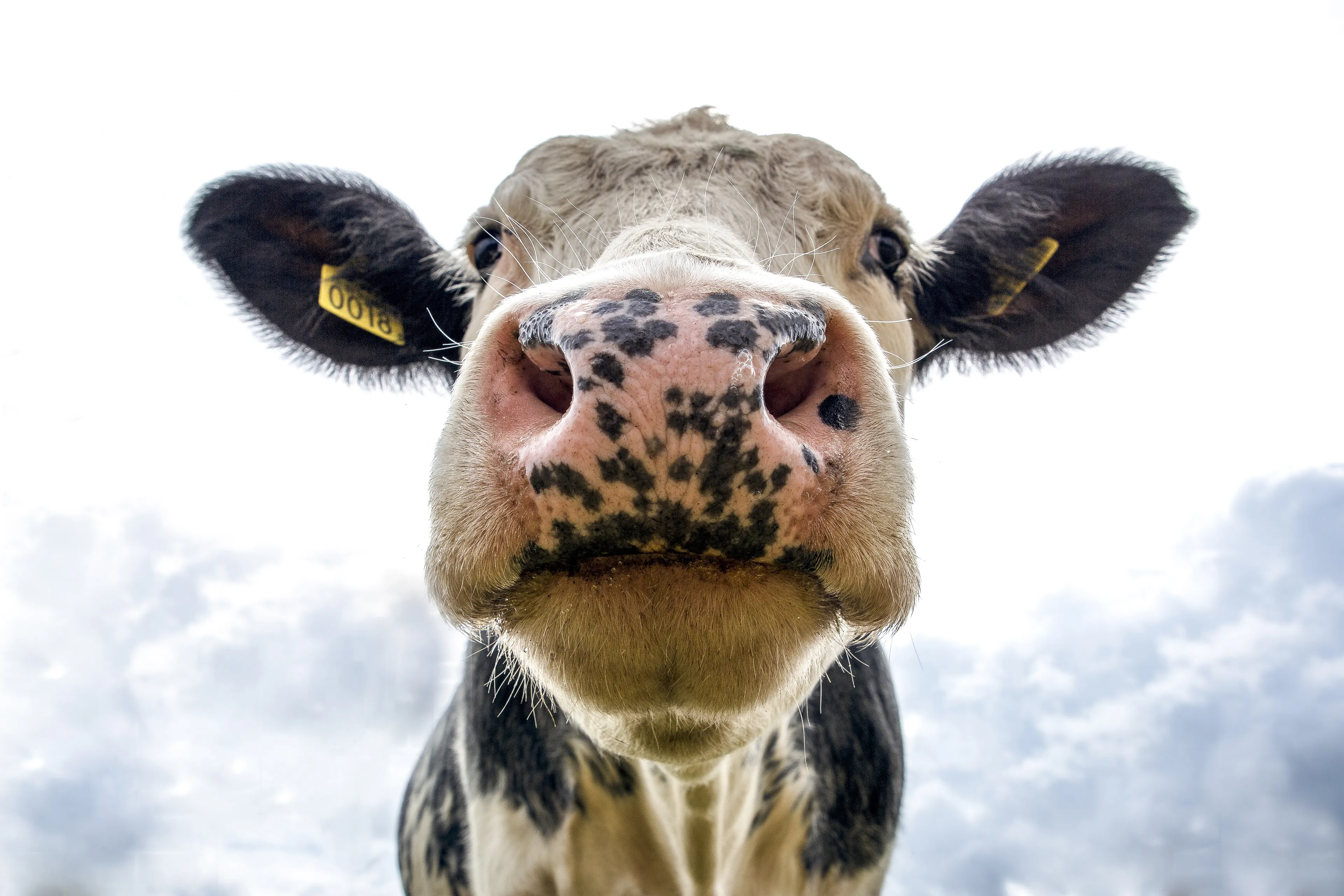 NVWA: 117 meldingen over dieren die last hadden van warmte