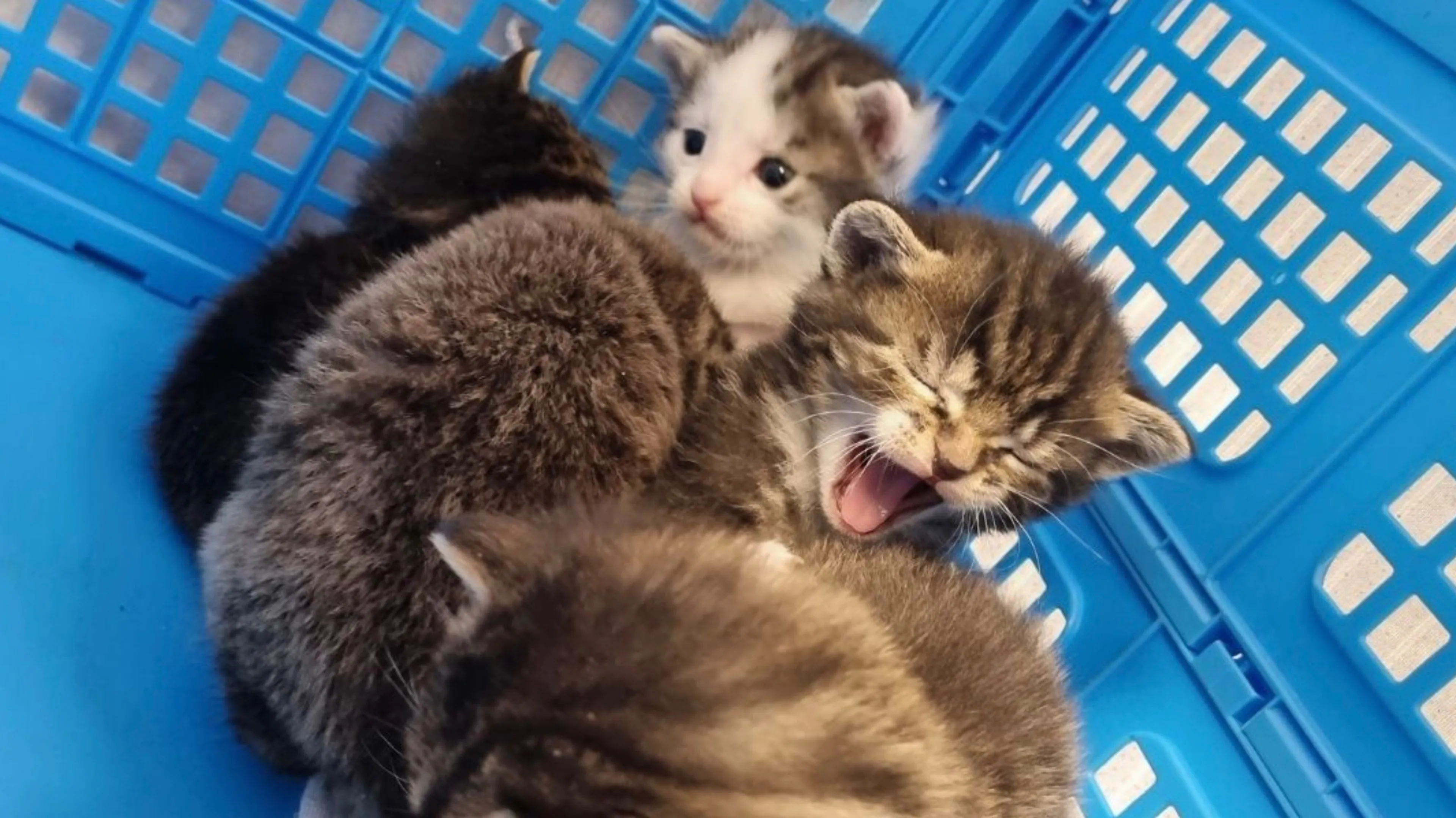 Vijf kittens in krat gedumpt in vrieskou op straat
