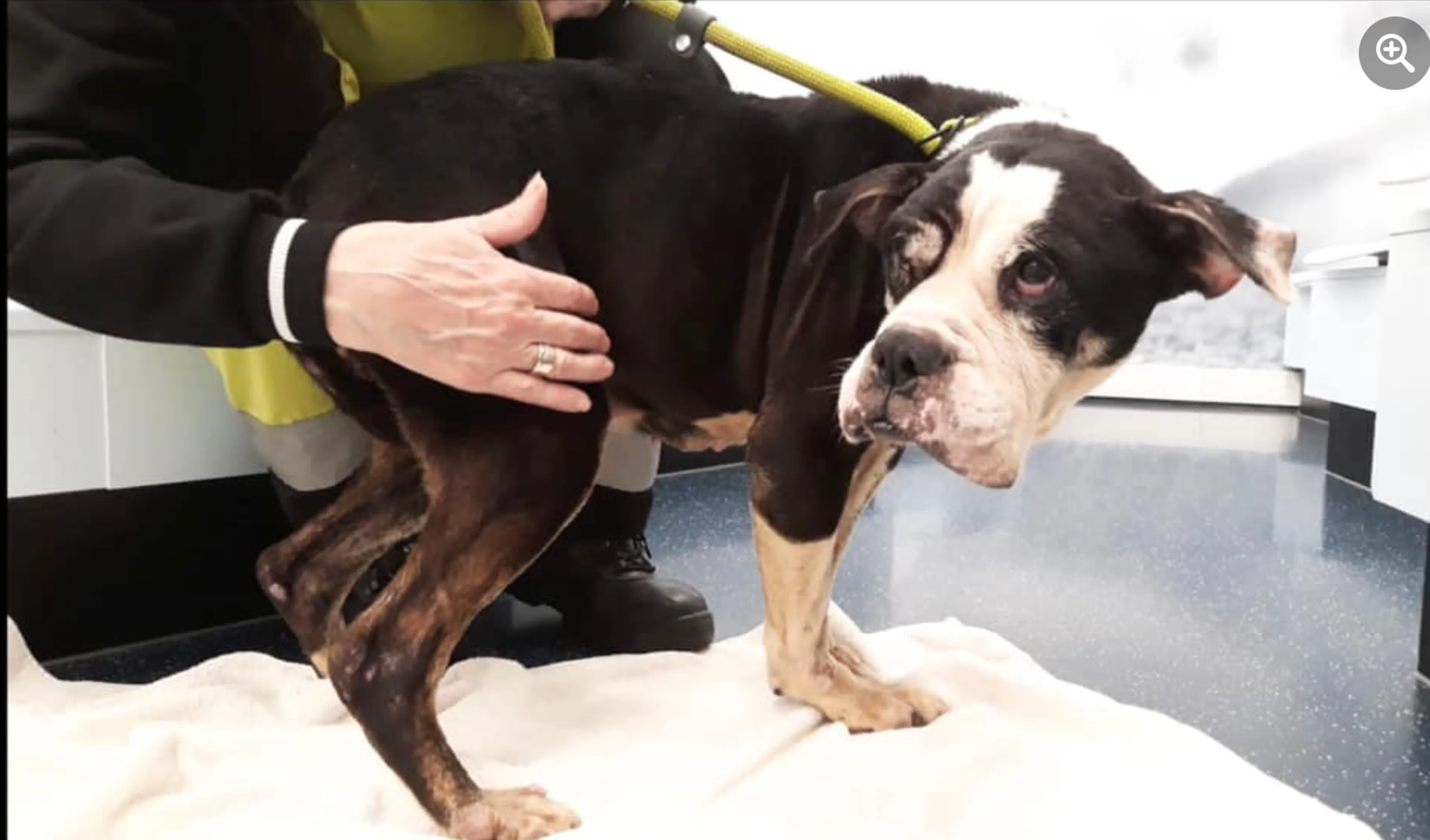 Mishandelde en verwaarloosde hond gedumpt op schoolplein: 'Mijn hart breekt'