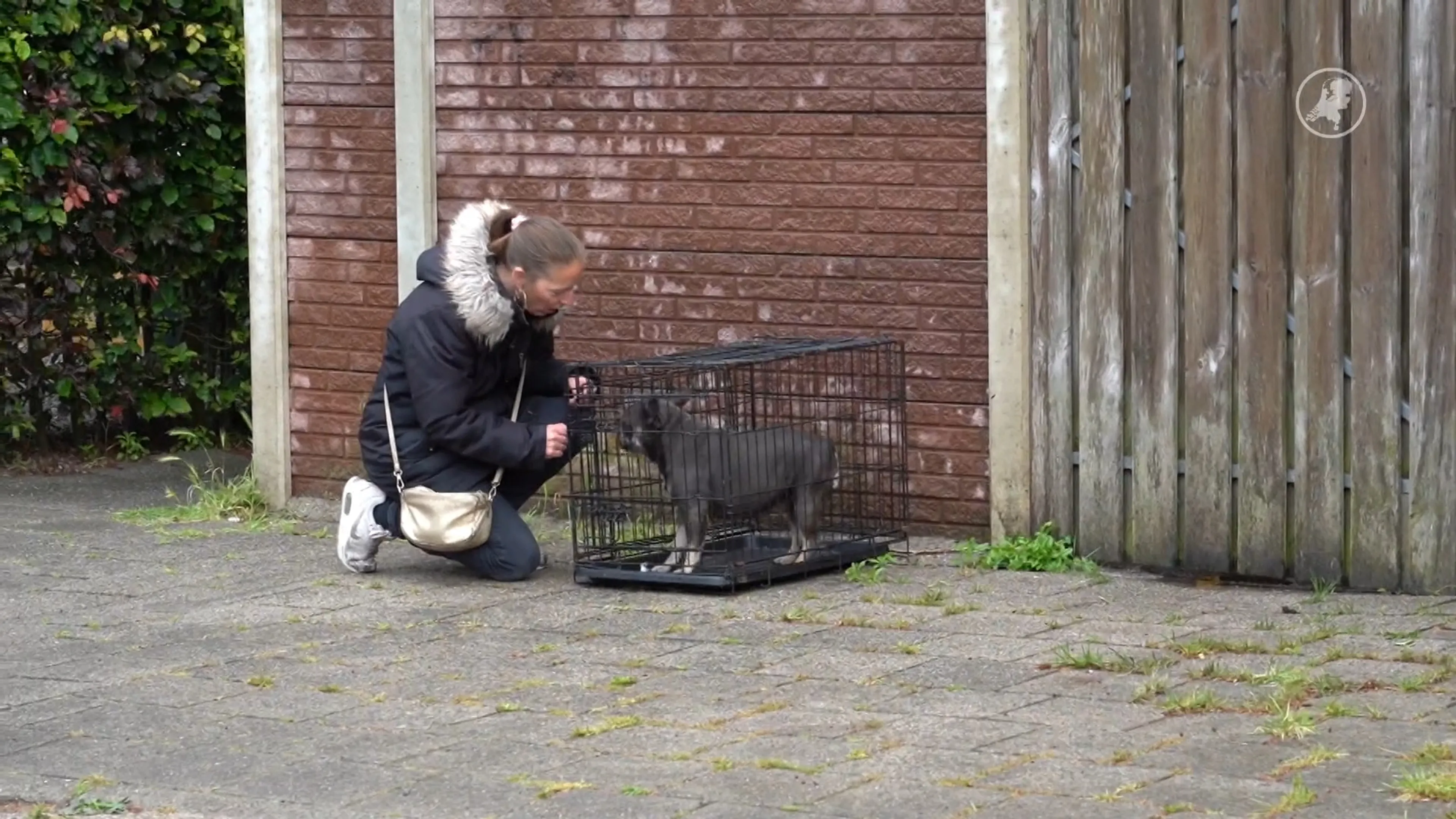 Brandweer redt honden, katten en een papegaai tijdens woningbrand in Oosterhout