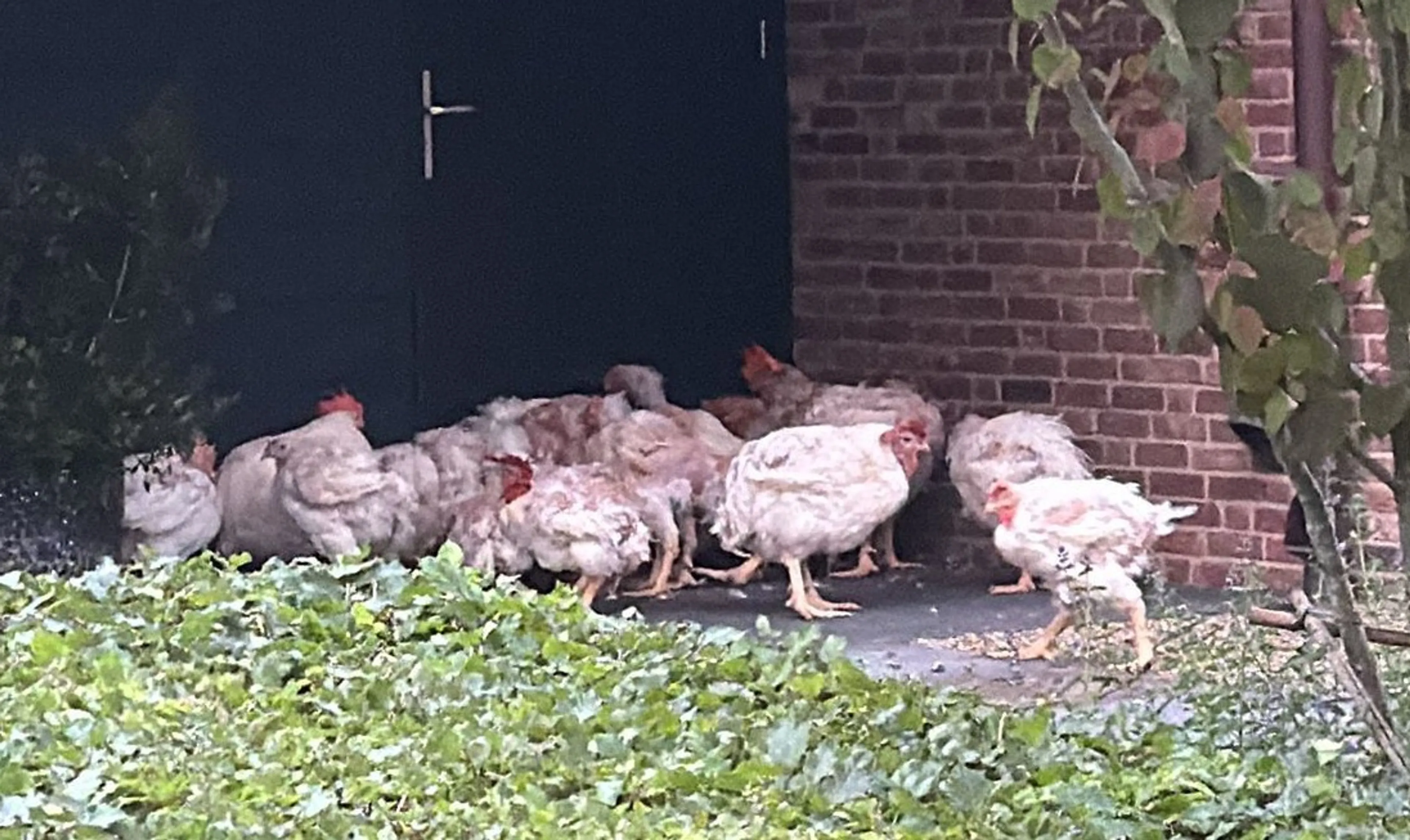'Doodsbange haan gevonden na bizarre 'bruiloftsgrap' in Heesch'