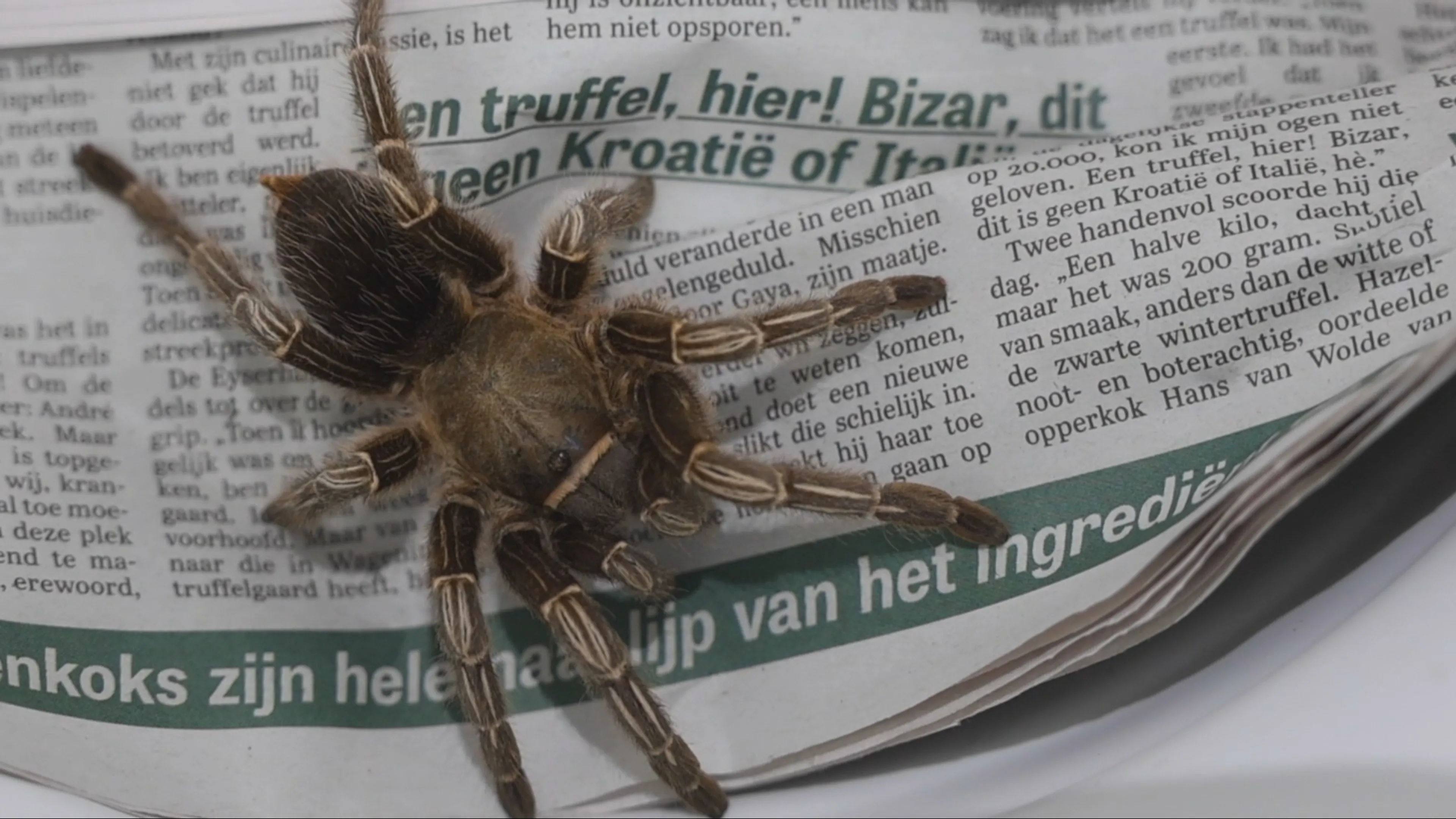 Bewoner Den Haag schrikt zich rot door enorme harige spin in keukenkastje