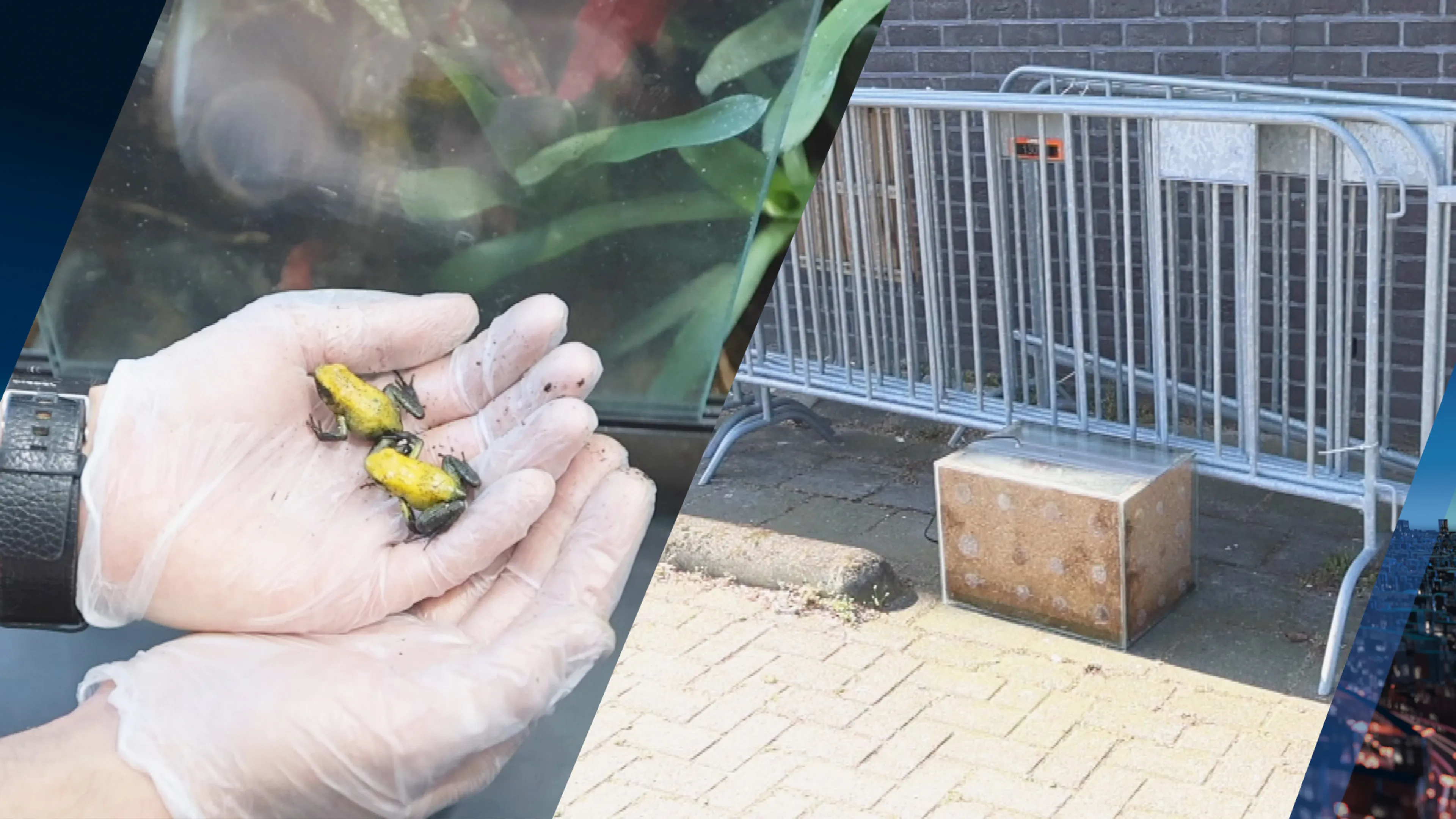 Mogelijk giftige kikkers gedumpt op parkeerplaats in Den Haag