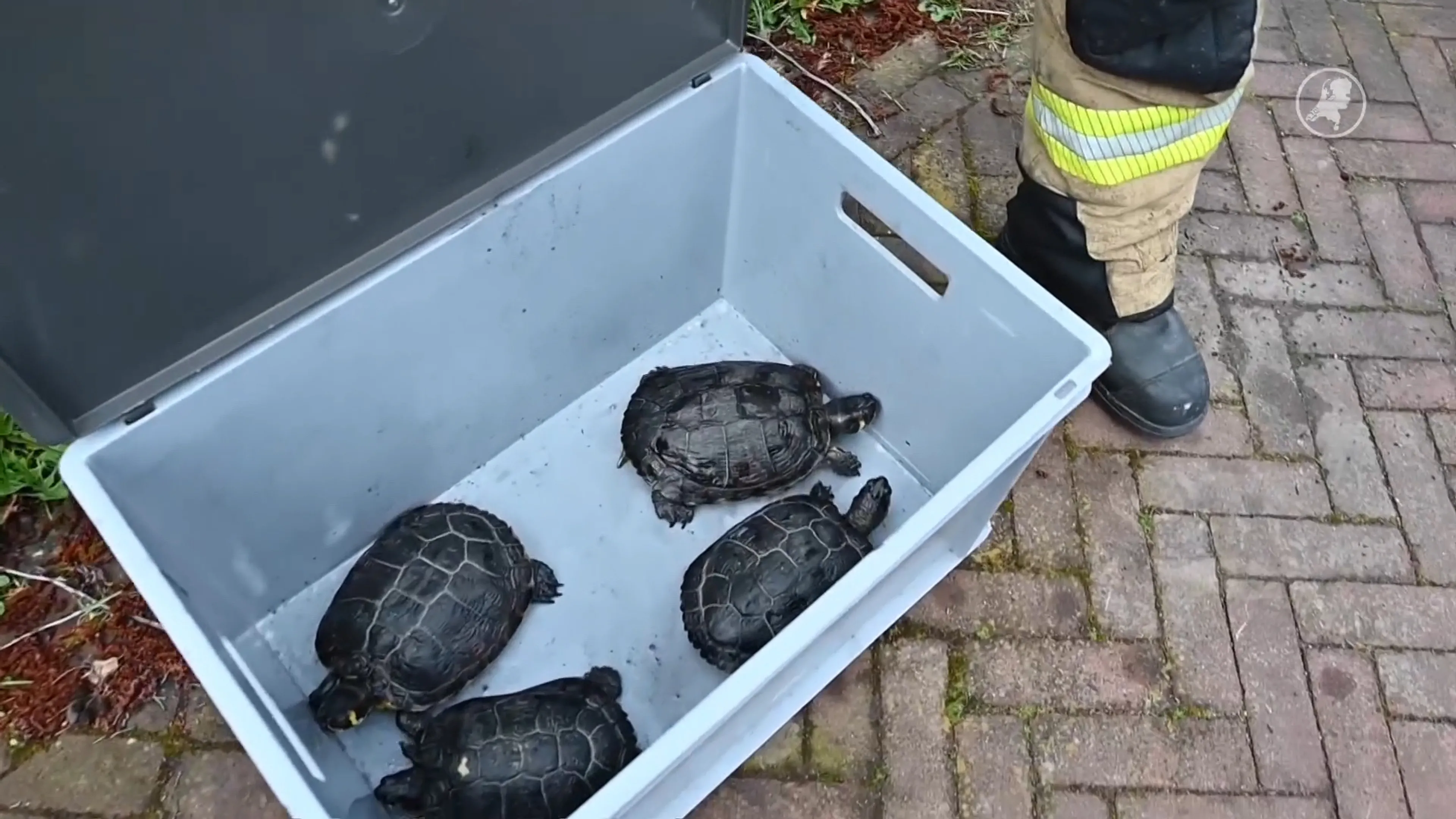 Honden en schildpadden gered bij uitslaande woningbrand Driel