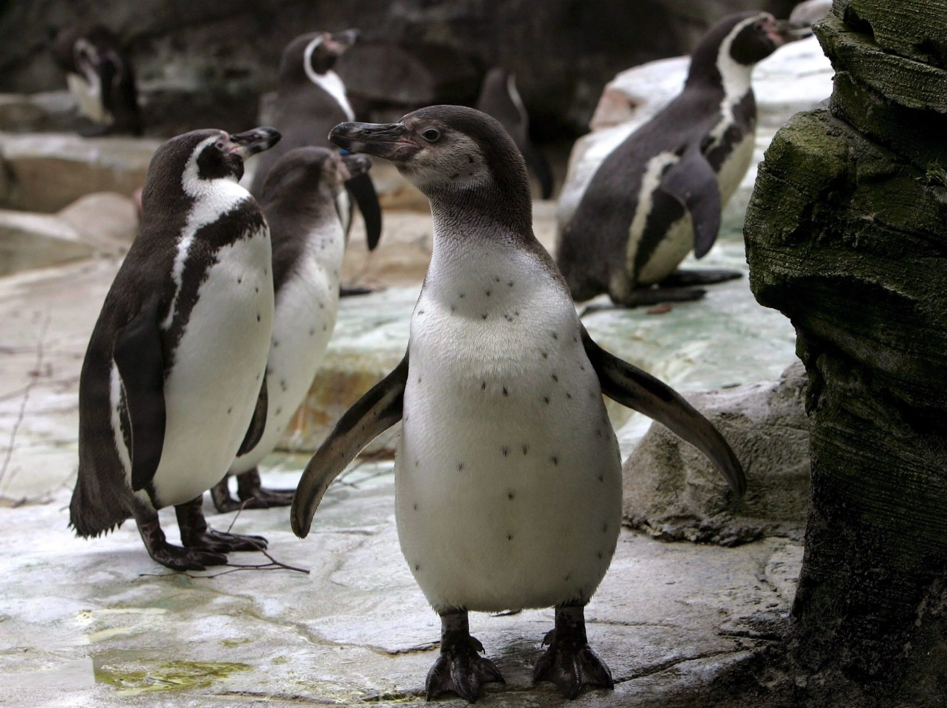 Babynieuws uit Dierenrijk Mierlo: pinguïn legt haar eerste eieren