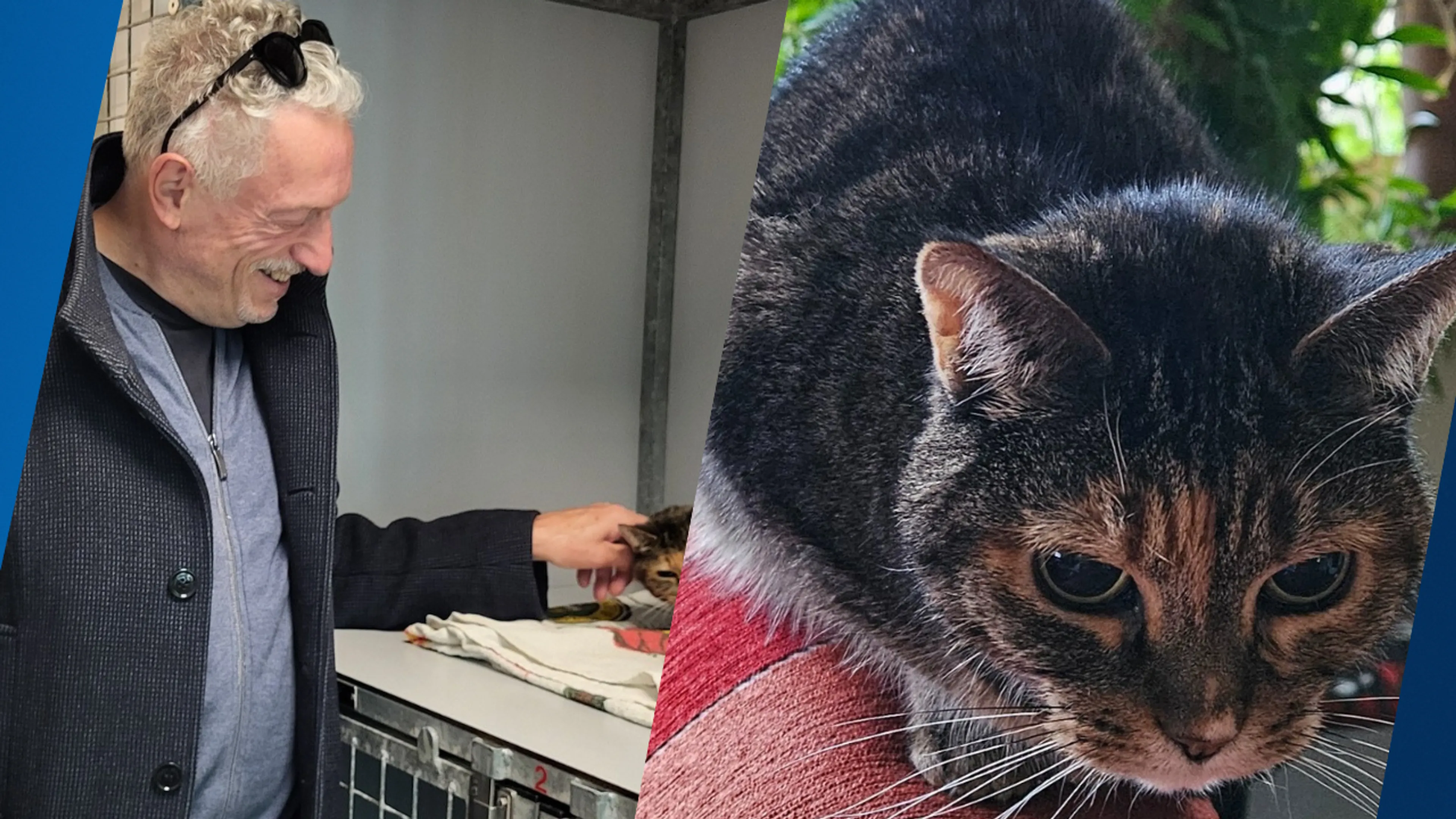 Verrassende hereniging in Purmerend: baasjes krijgen poes Gina na 11 jaar terug