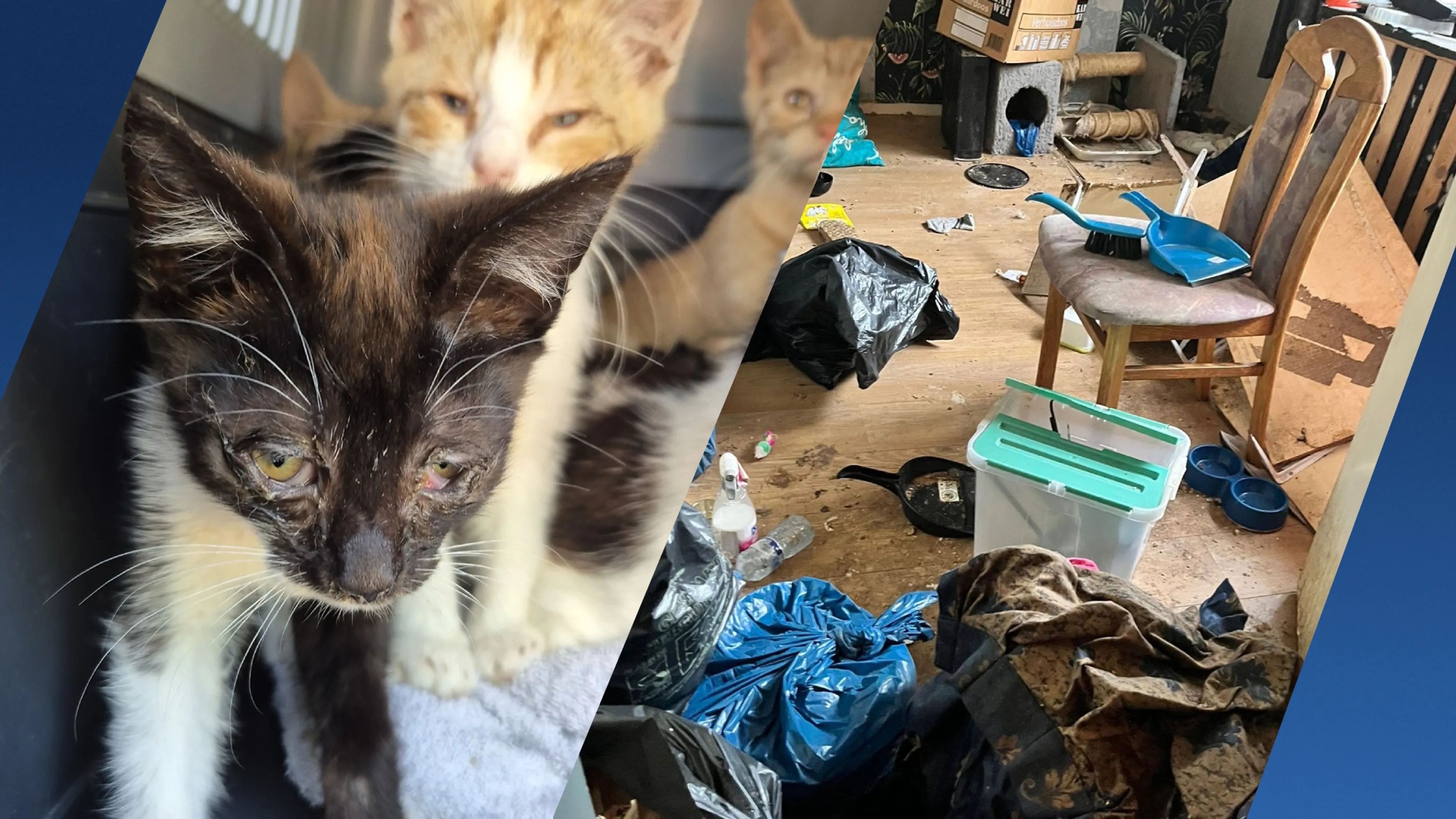 Tientallen katten verwaarloosd in huis Nijkerk, 20 zieke kittens gered