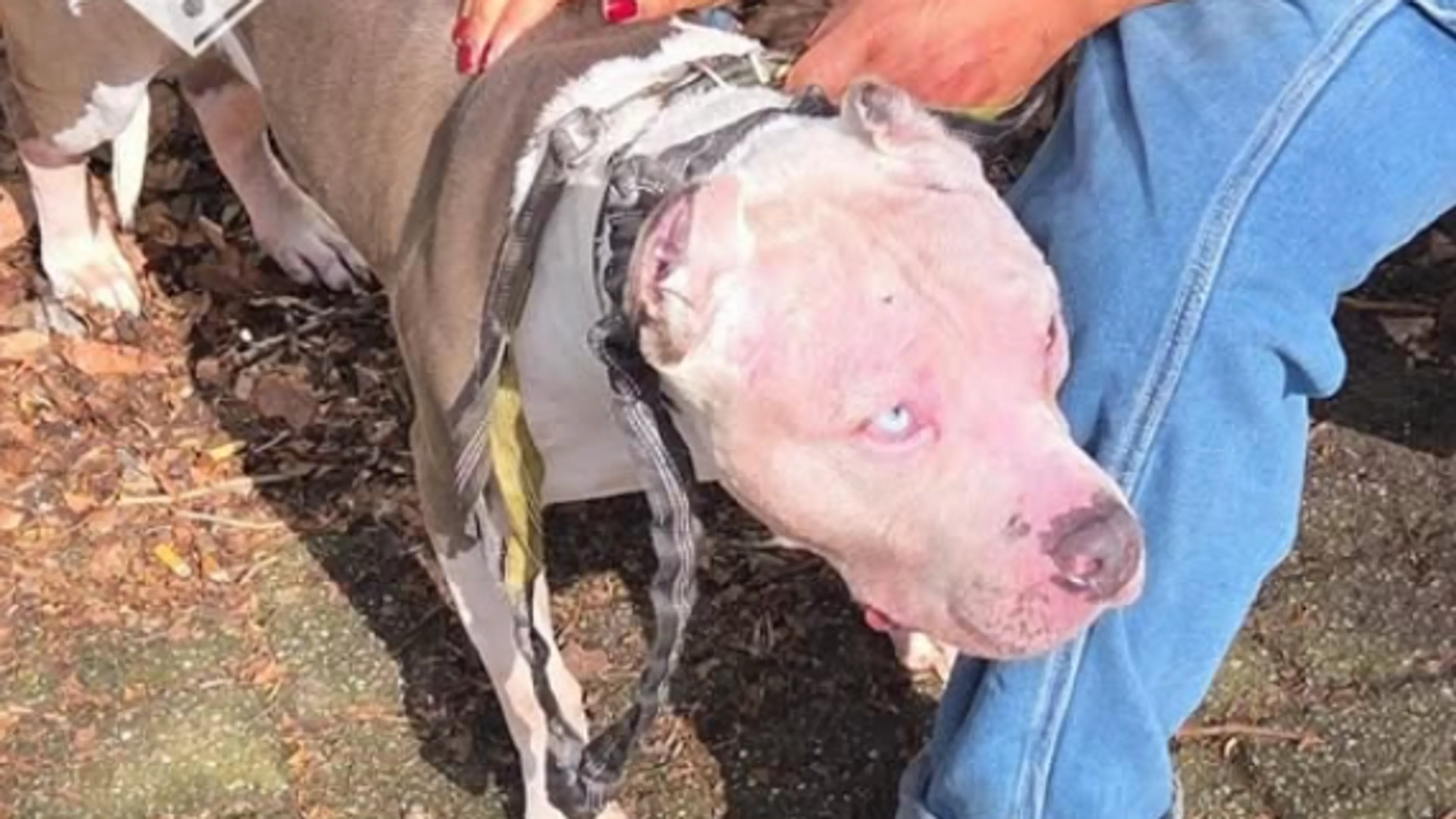 Hond zwaargewond na aanval pitbull in Amsterdam, politie grijpt in