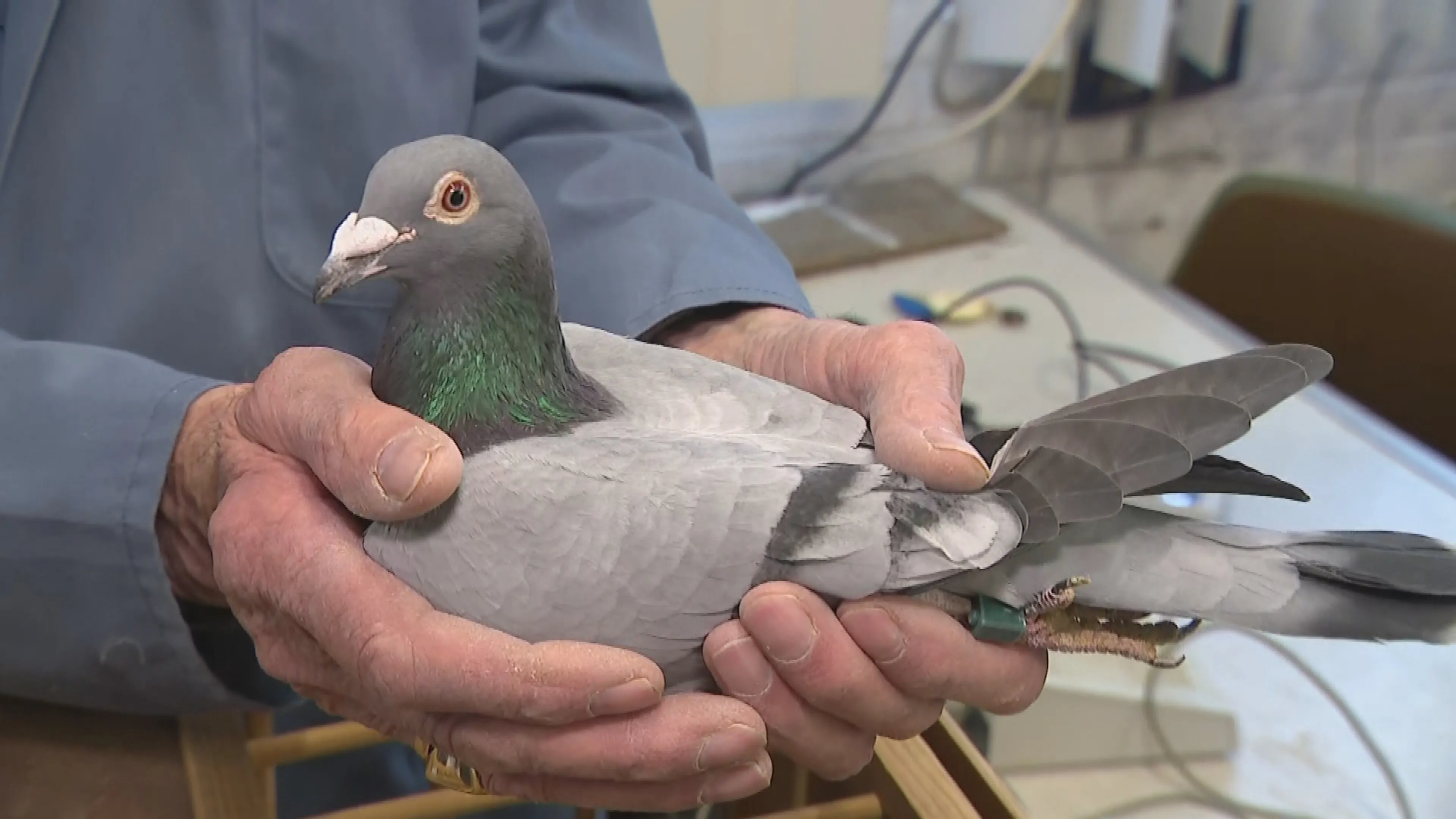 Feest in duivenland: na vogelgrieplockdown nu eindelijk weer uitvliegen