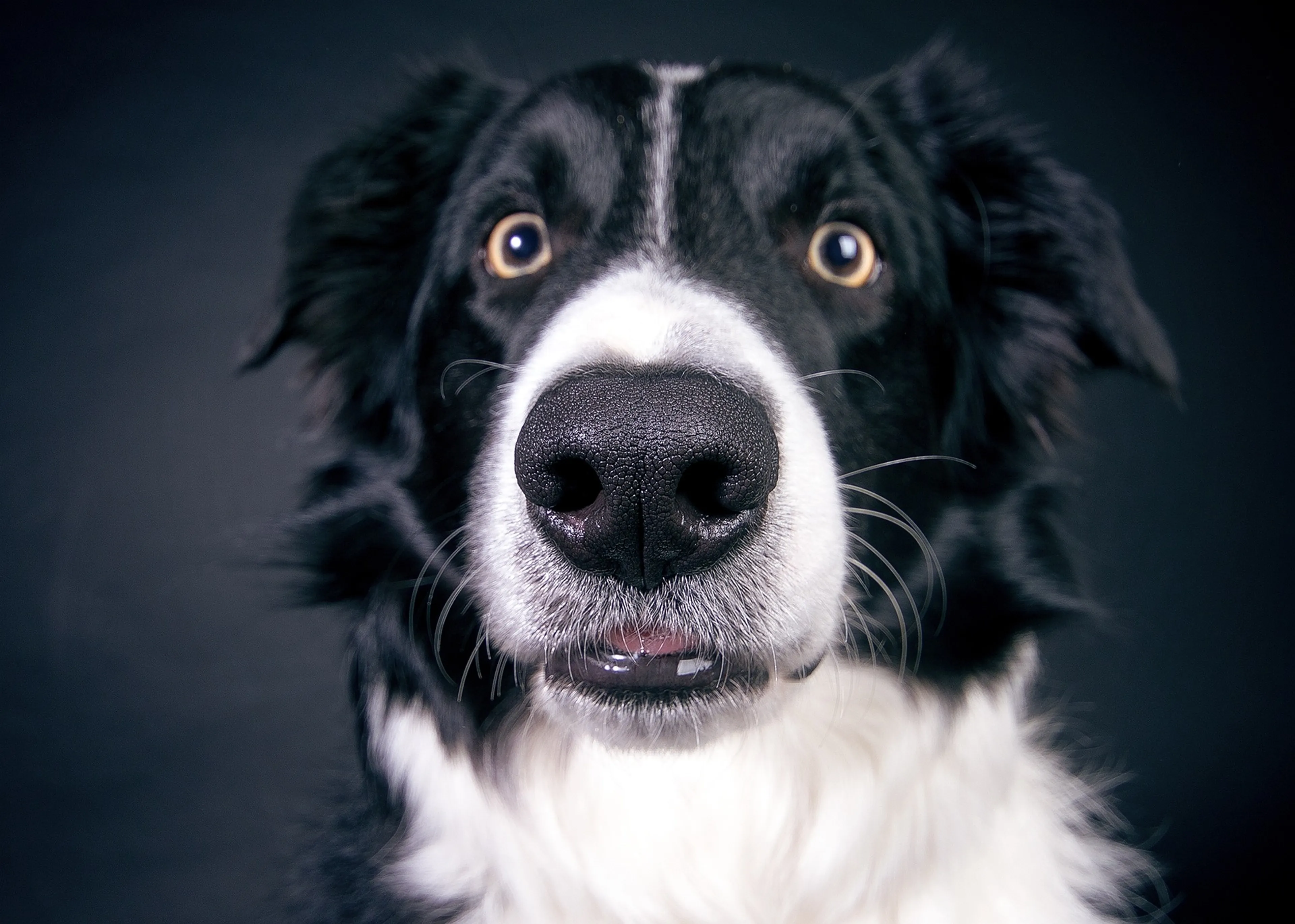 Paula's hond at drie tampons op en moest geopereerd worden