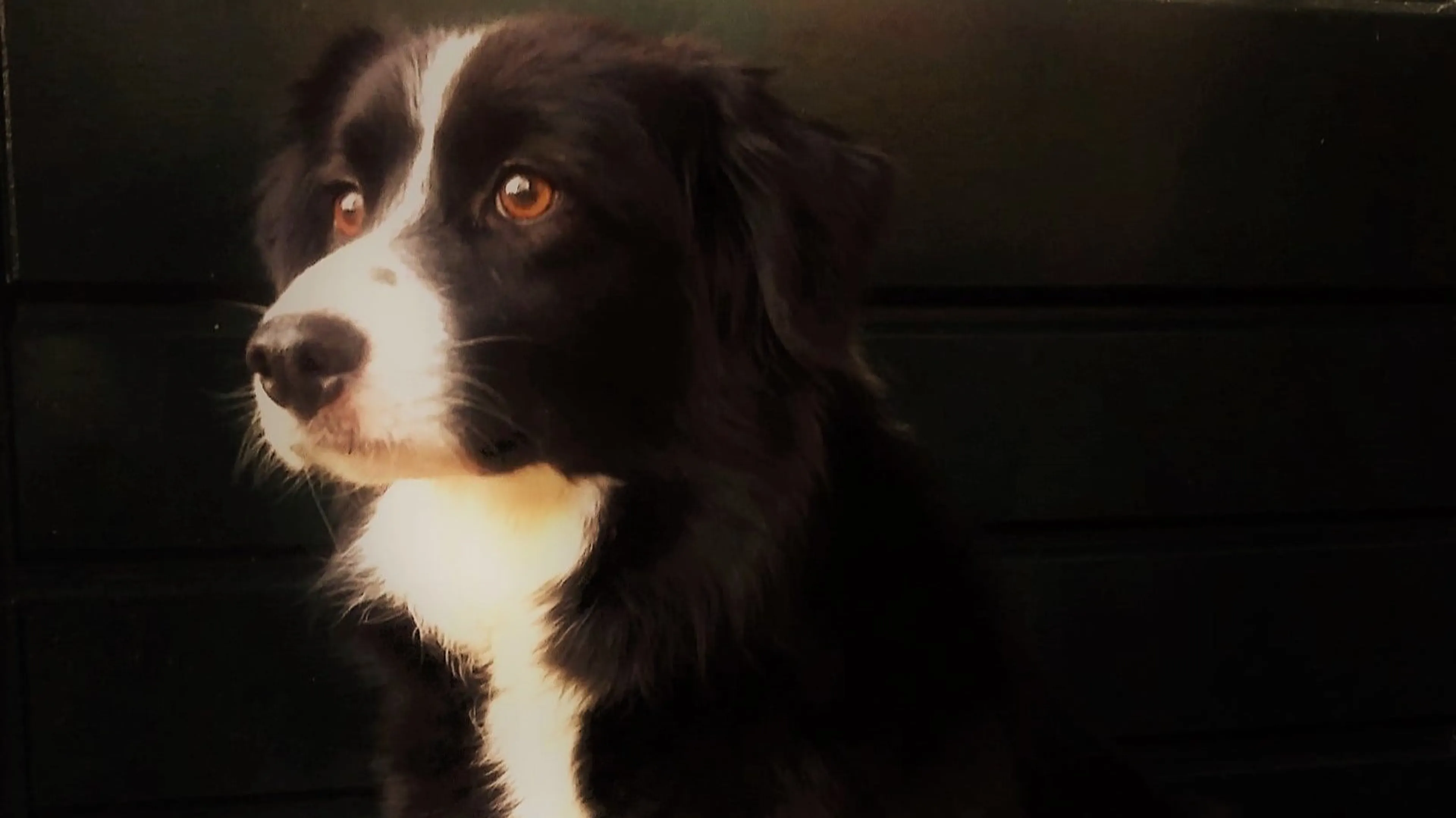 Vermiste bordercollie Mave na ruim zeven weken zwerven weer terug bij baasje