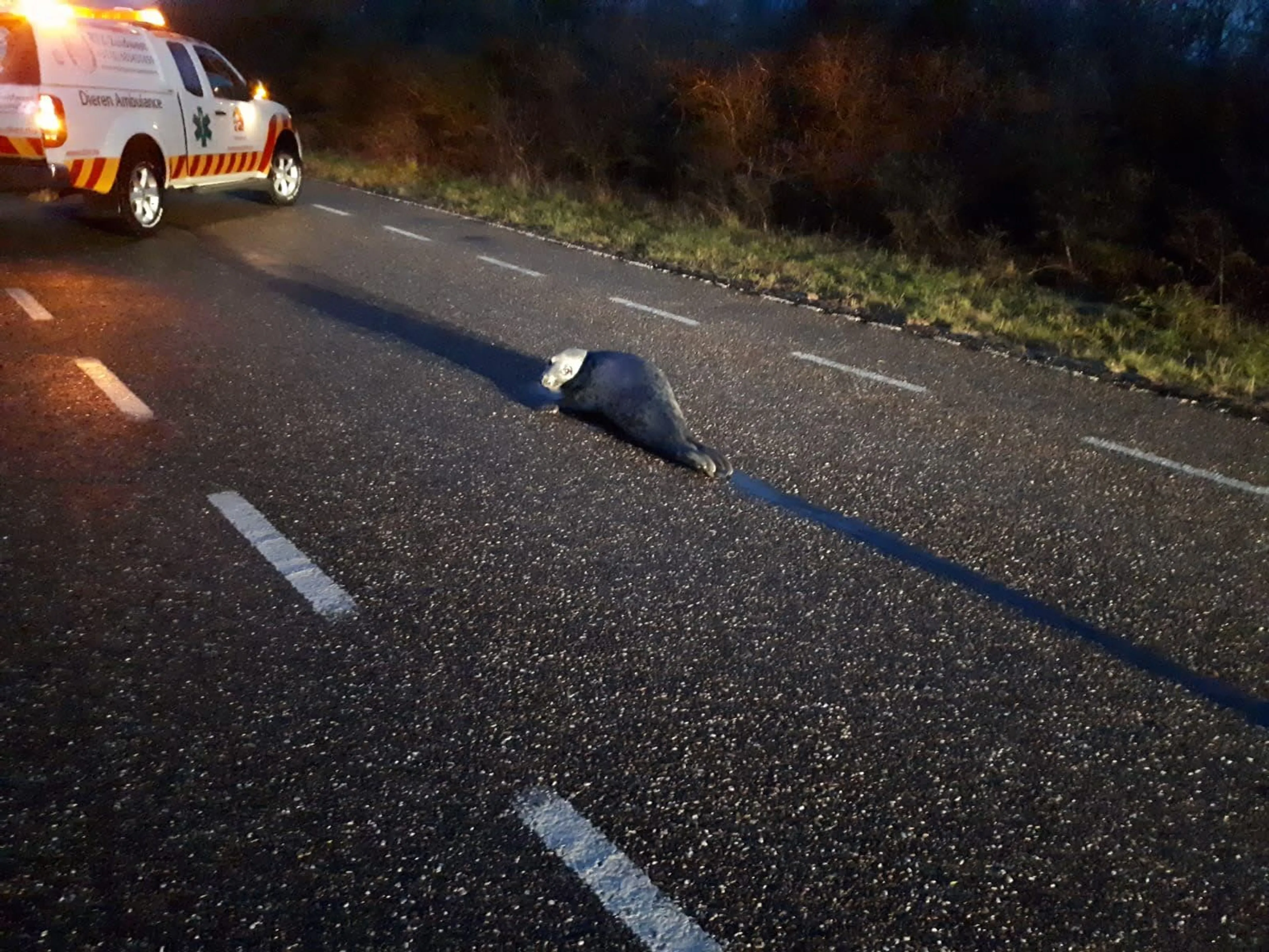 Politie Haringvliet plukt zeehond van de weg