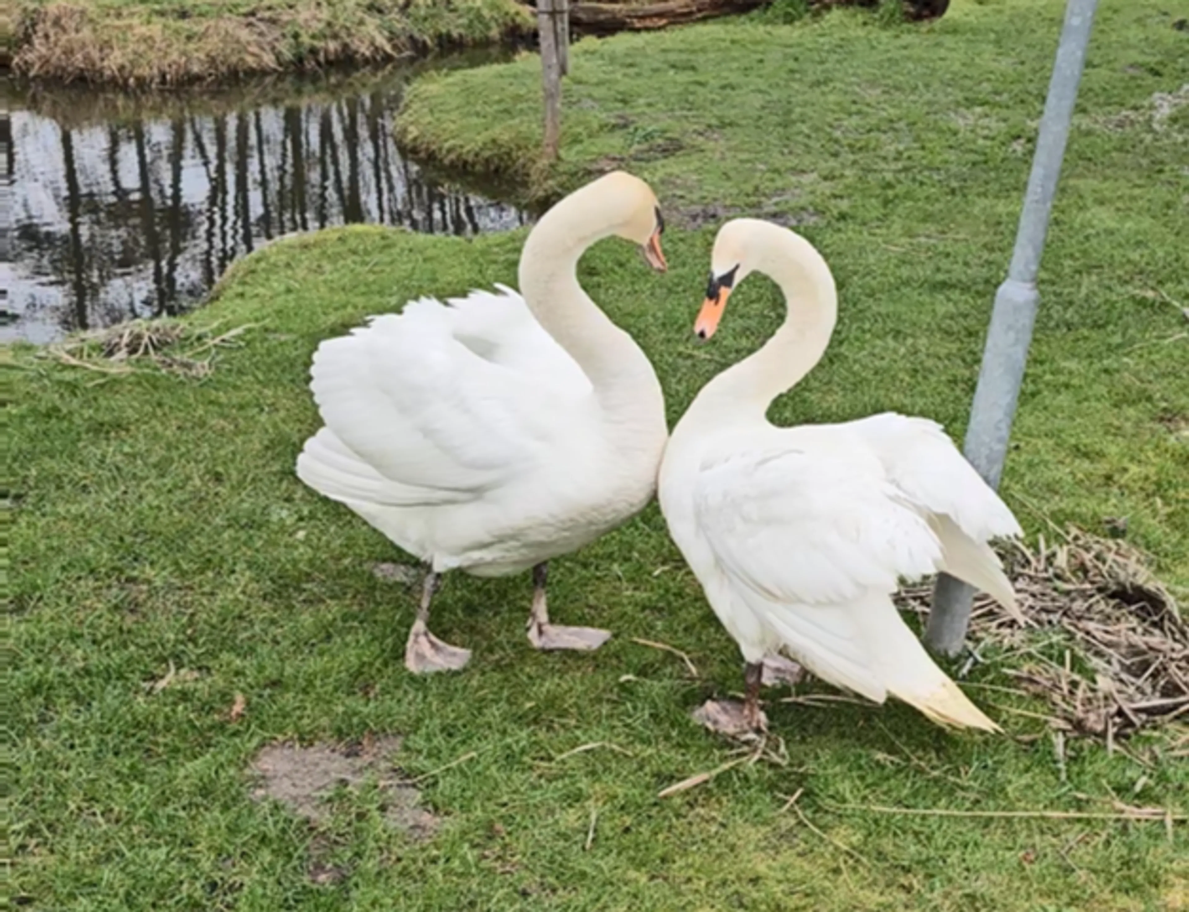 Zwanenweduwnaar krijgt tóch kuikens na gruwelijke aanval in Velserbroek