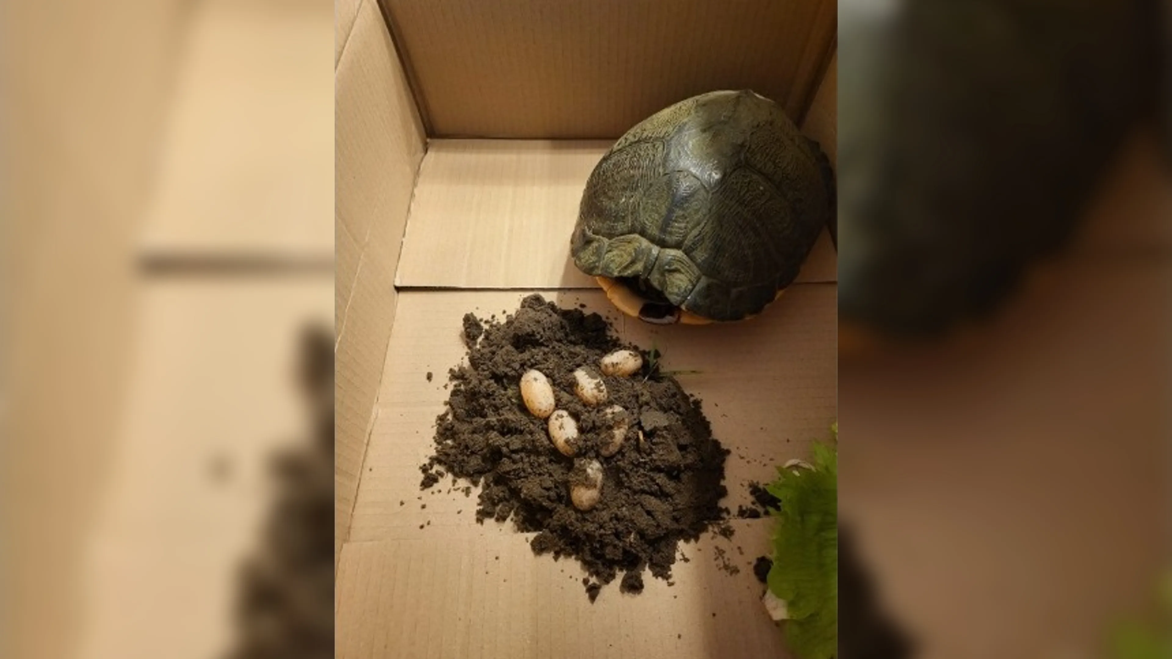 Broedende schildpad in berm Amsterdam gedumpt, dierenpolitie zoekt getuigen