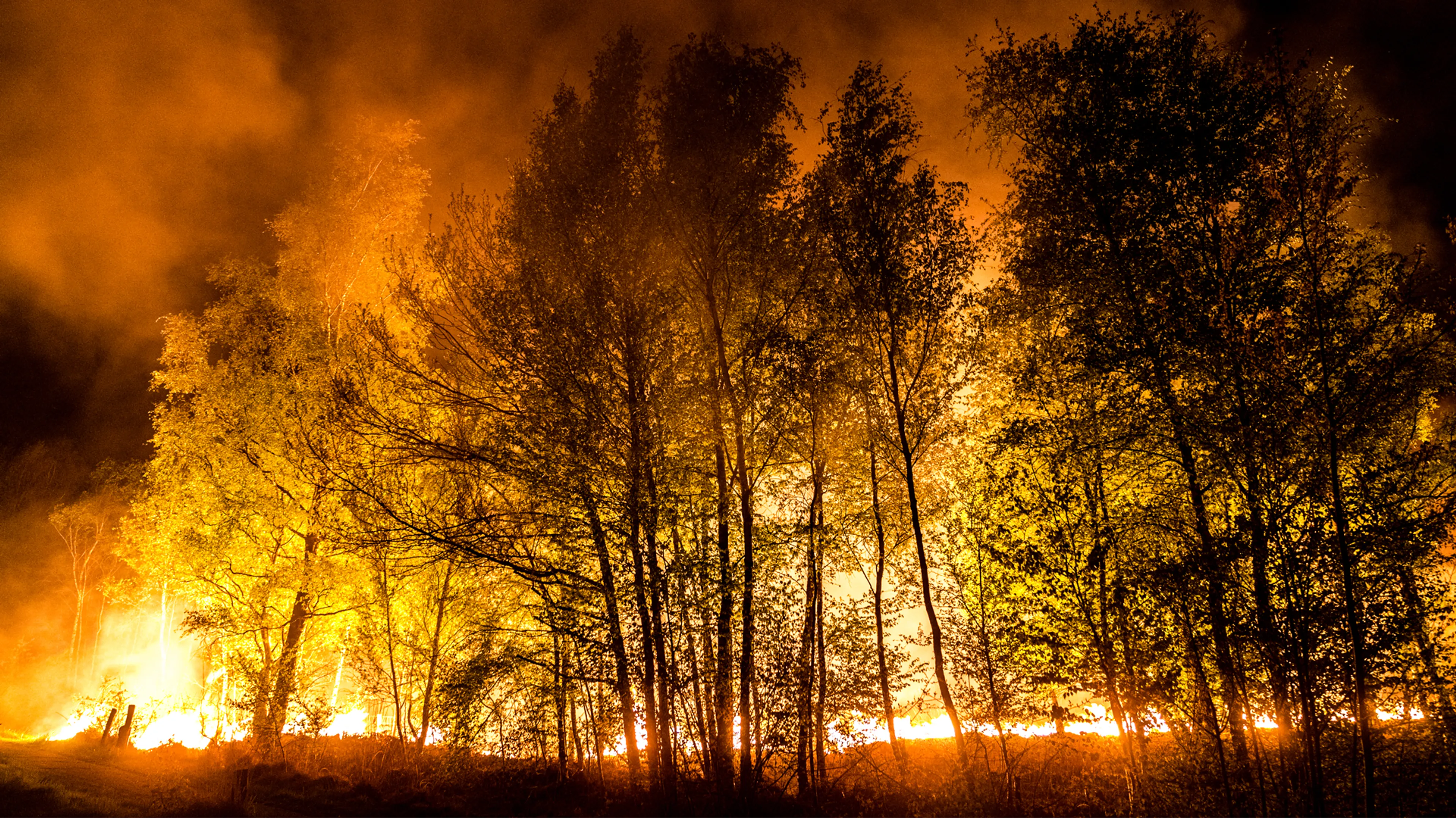Hoogste alarmfase in heel Nederland: risico op natuurbrand toegenomen, deskundigen maken zich grote zorgen