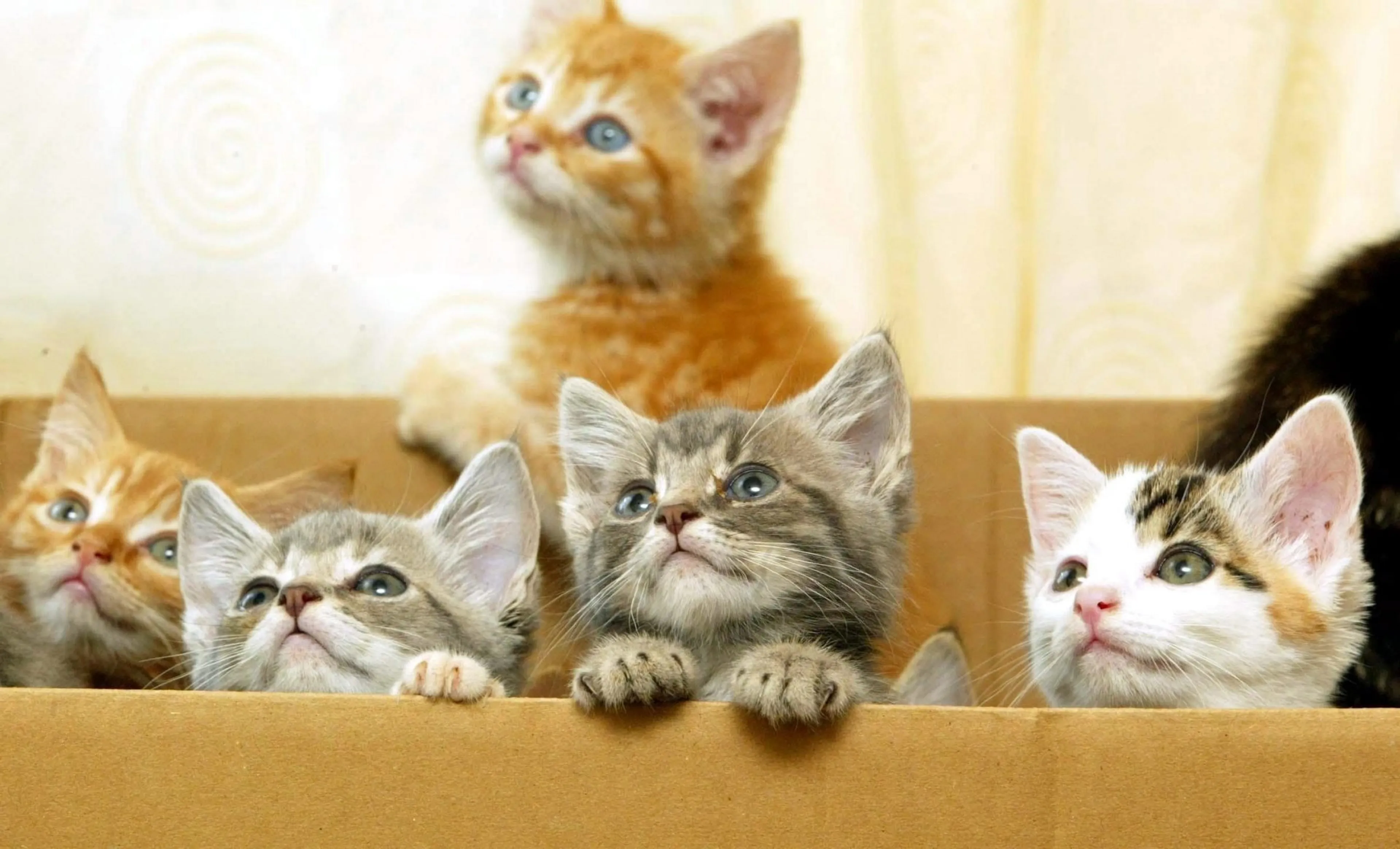 Het is echt zo: je kat 'praat' tegen je, en dit proberen ze je te vertellen