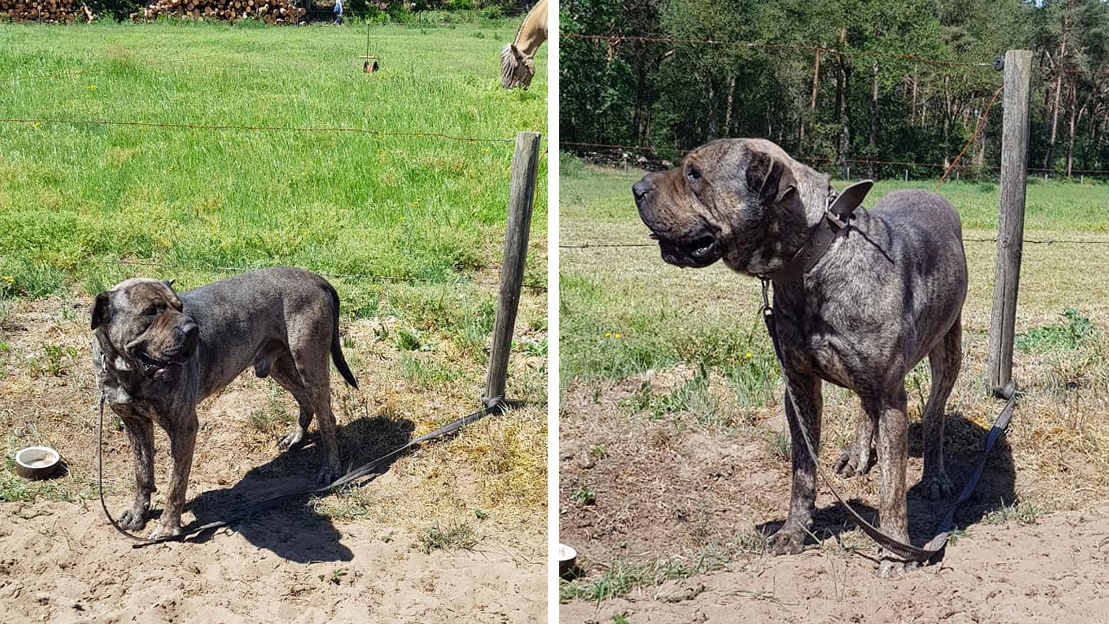 Hond vastgebonden aan paal en in brandende zon achtergelaten