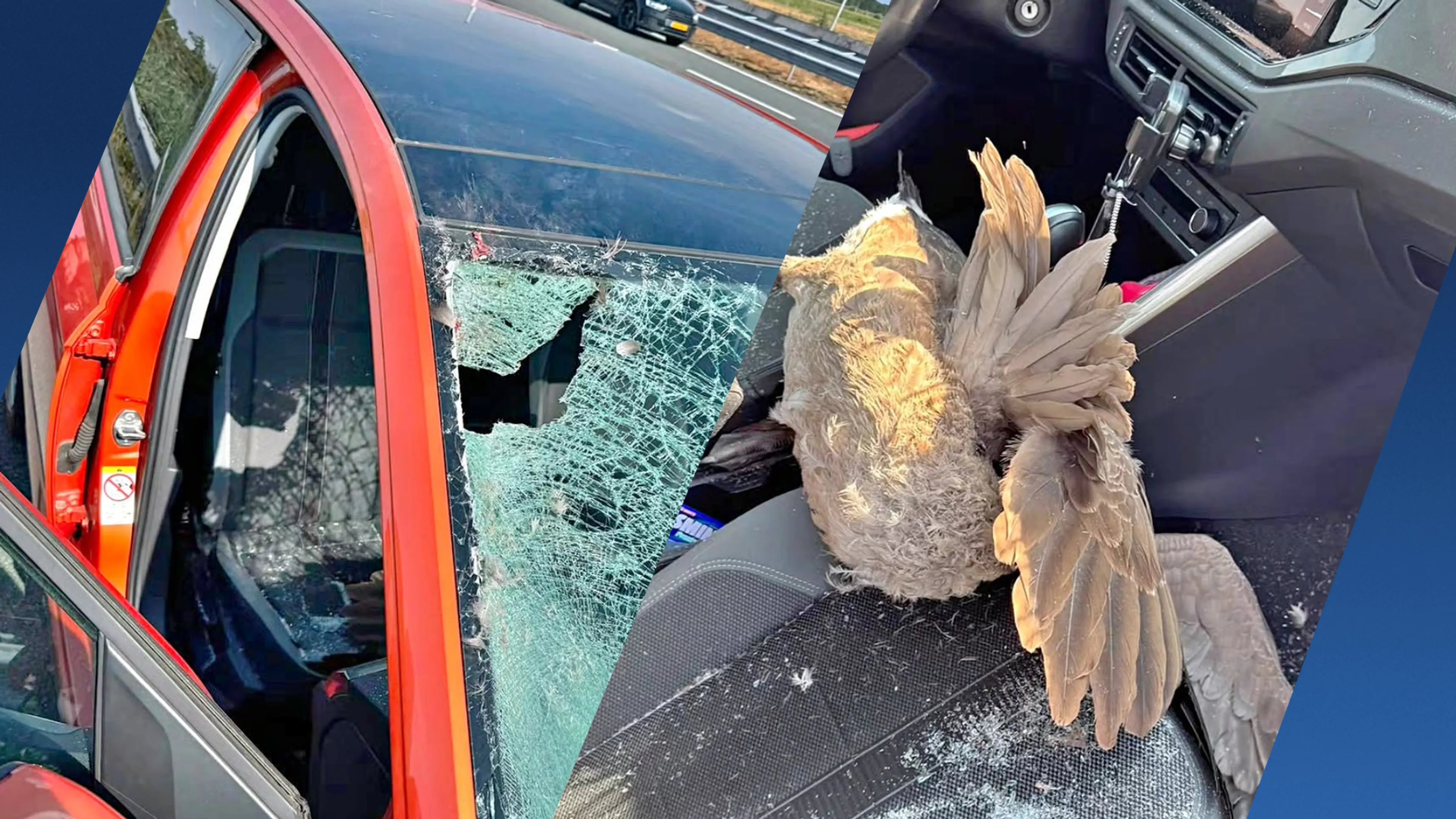 Bizar ongeluk op A2: gans eindigt op bijrijdersstoel na crash door autoruit