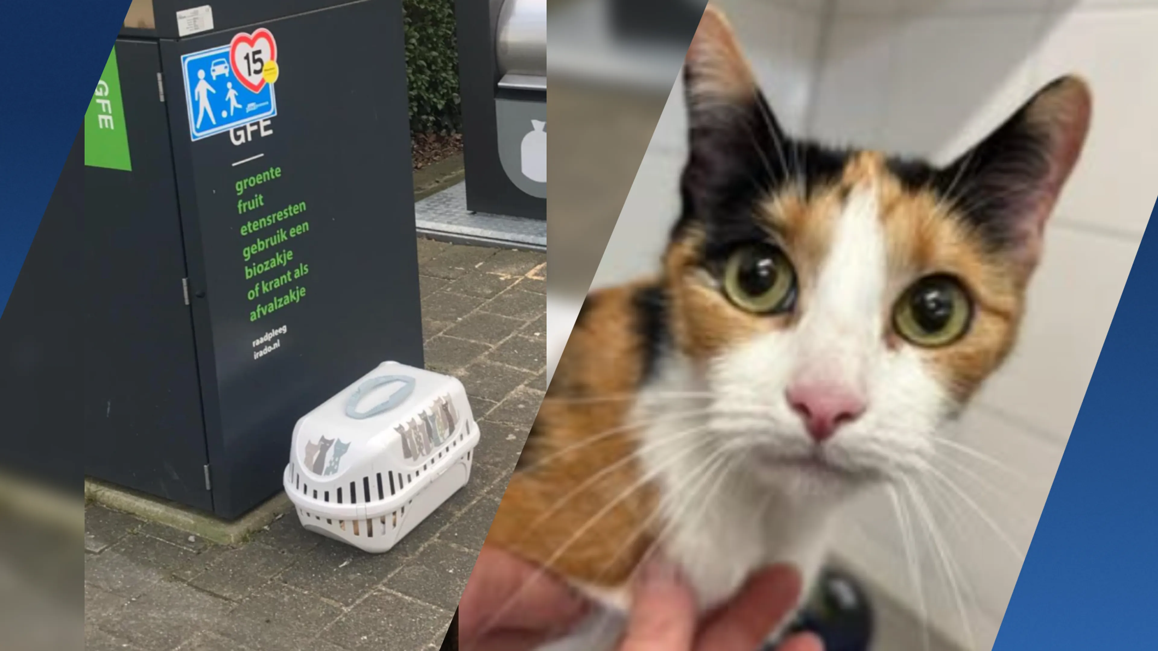 Opnieuw poes gedumpt in omgeving Rotterdam: 'Het is niet te geloven'