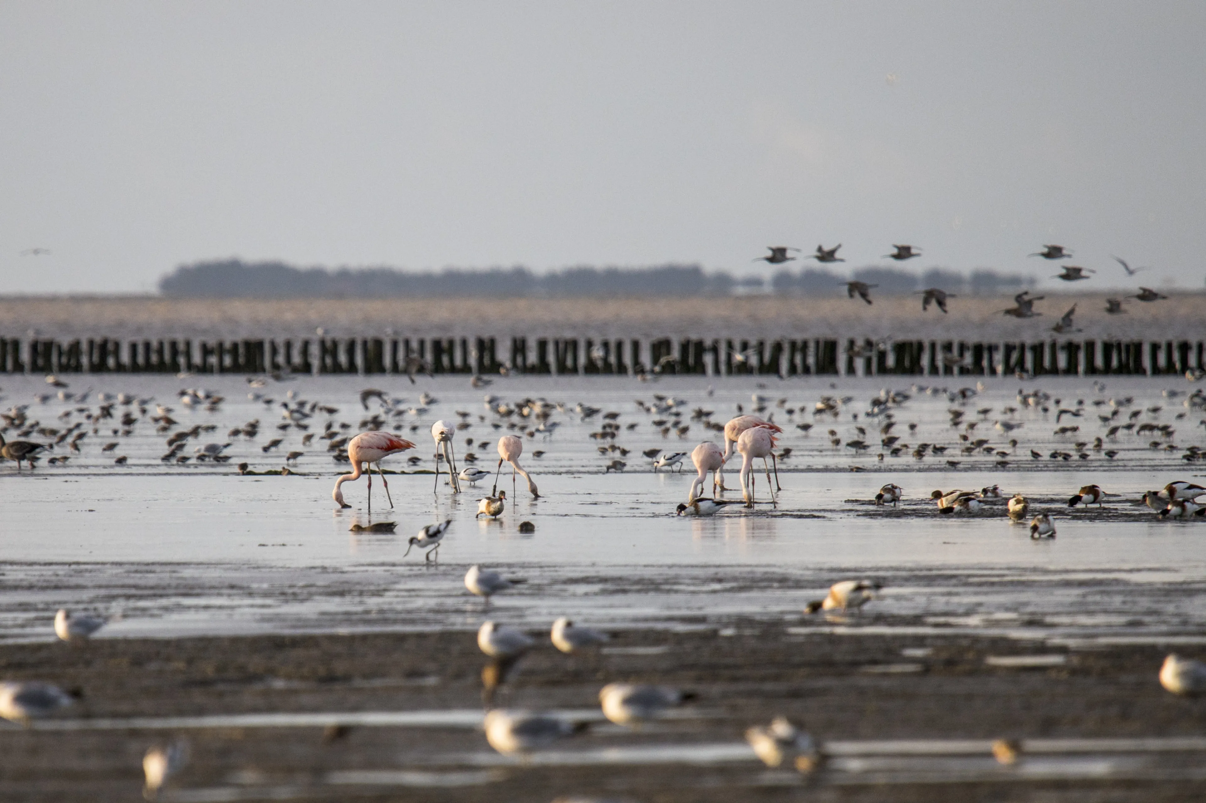 Roze flamingo's stappen rond bij Zwarte Haan