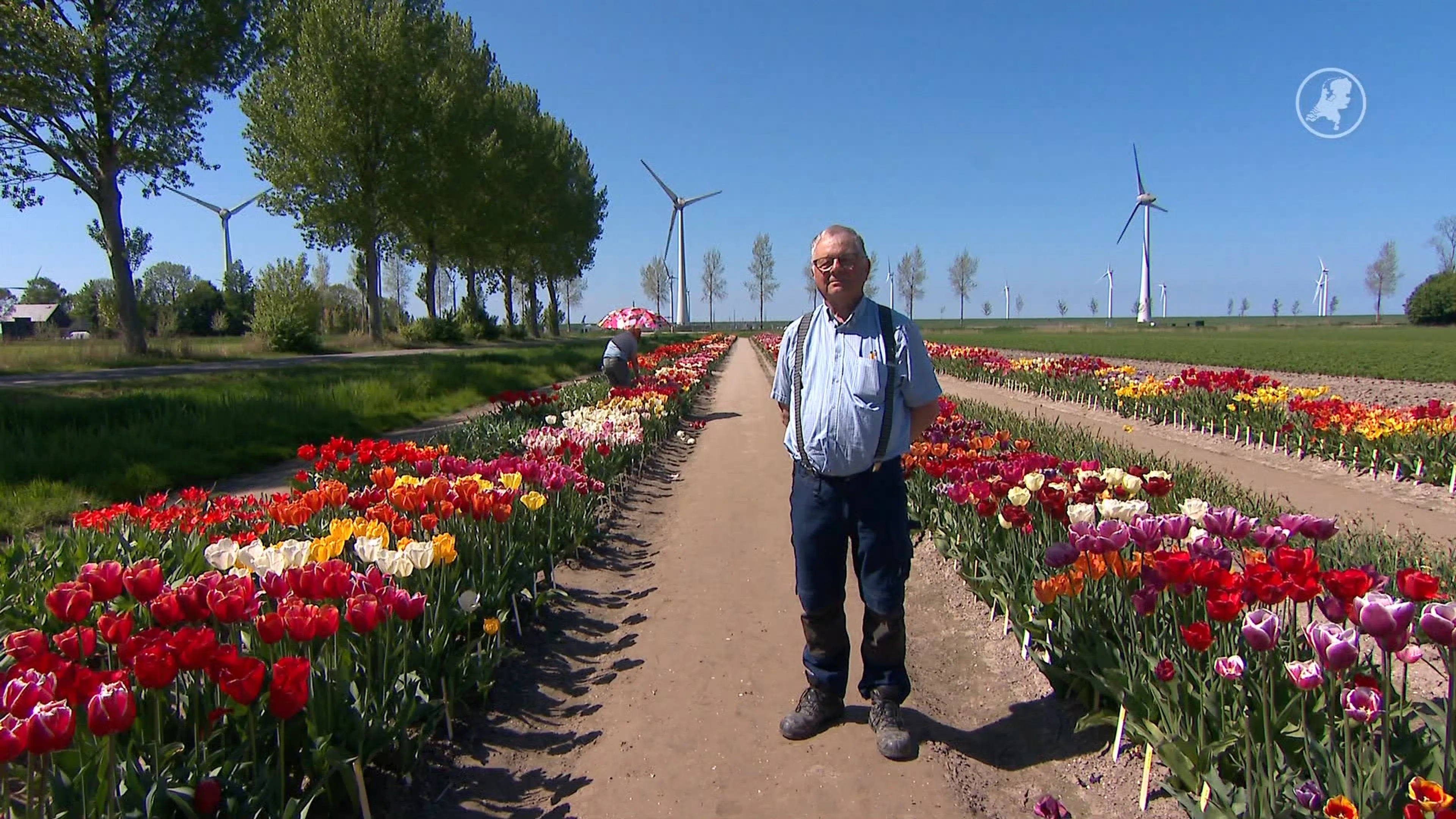 Henk verzamelt al tientallen jaren duizenden soorten tulpen