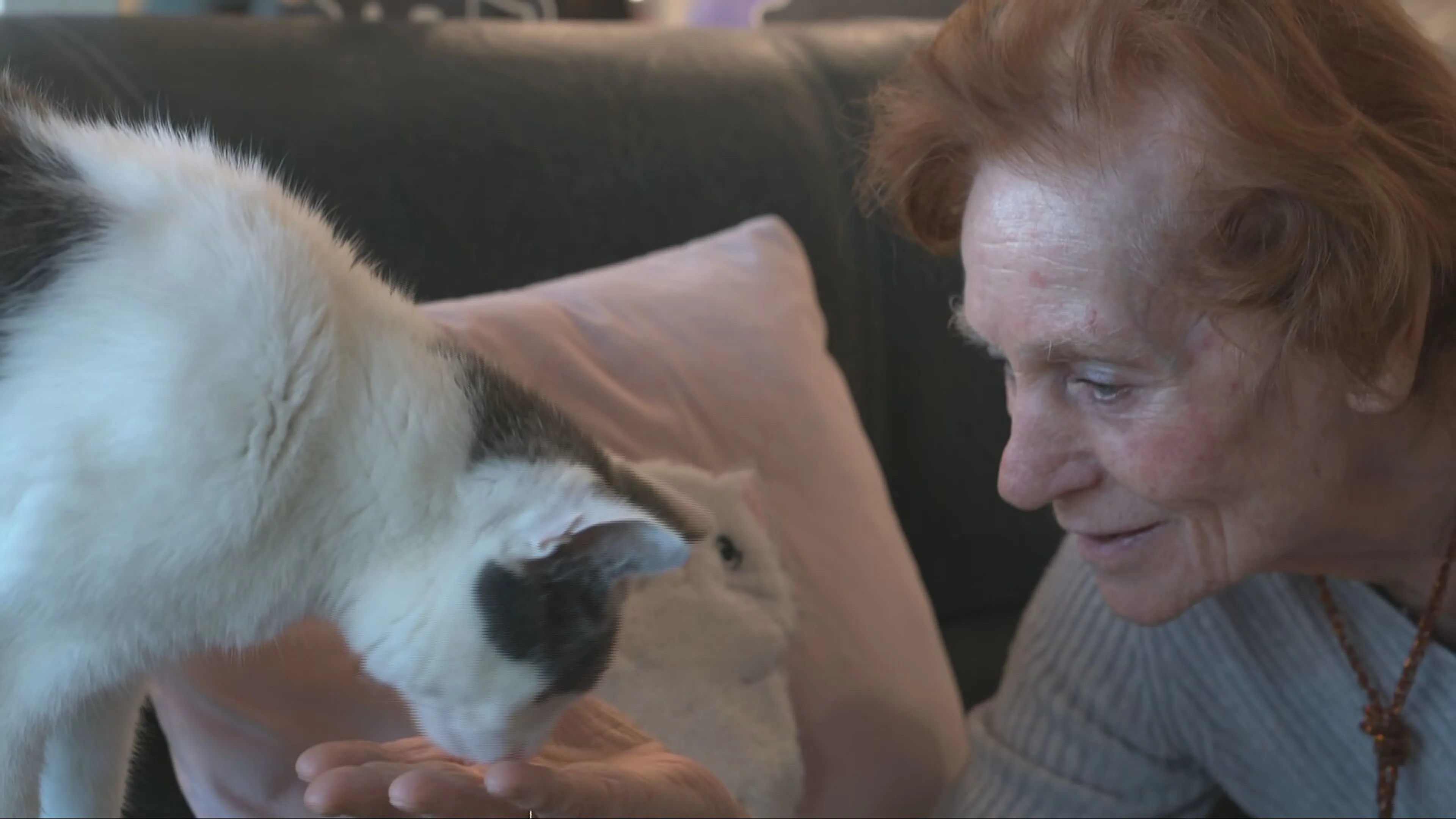 Kattenkamer blijkt succes in Amersfoorts woonzorgcentrum: 'Het is gezellig'