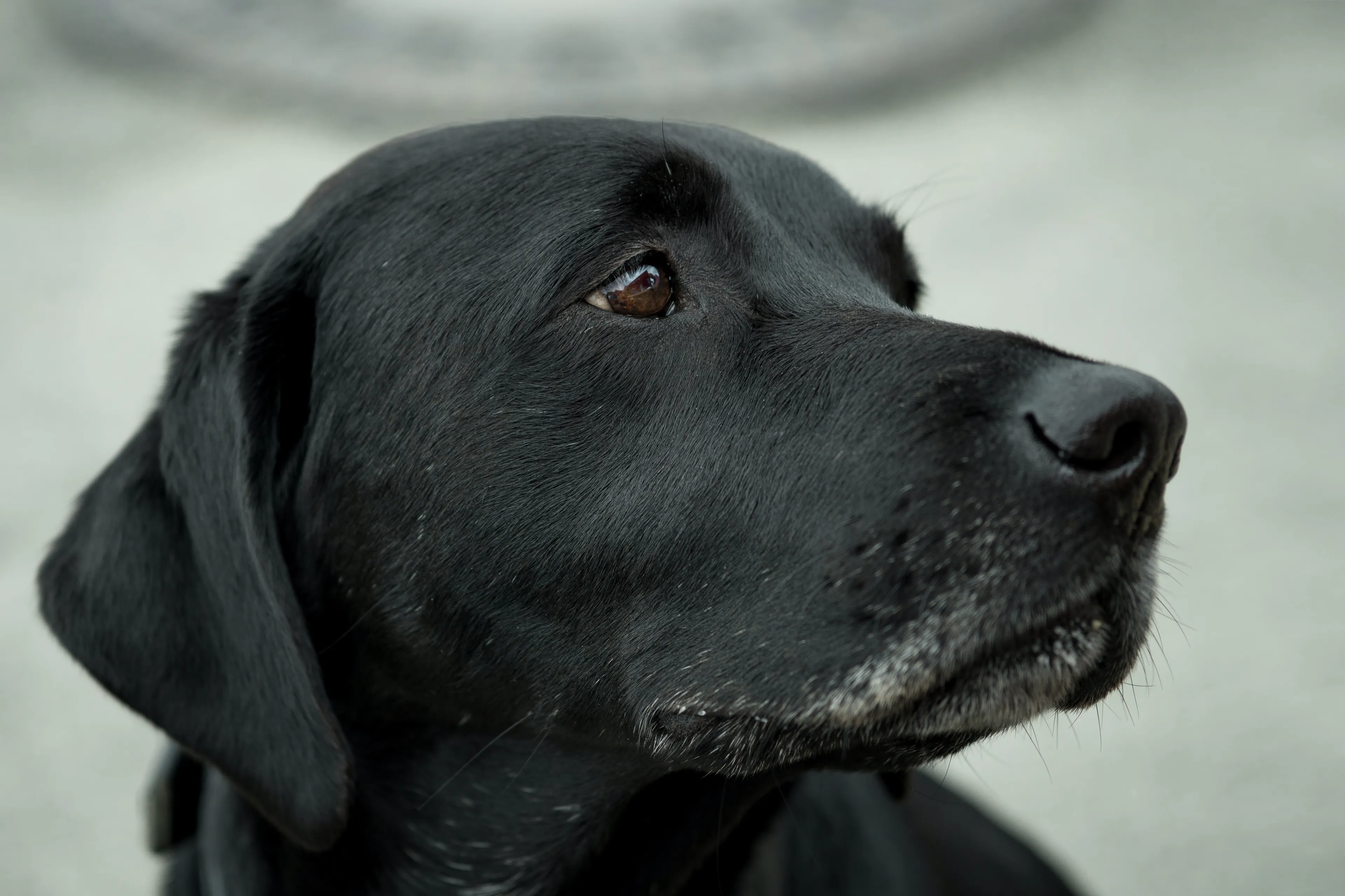 Asomobilist rijdt hond dood op trottoir Roosendaal, kinderen springen op tijd opzij