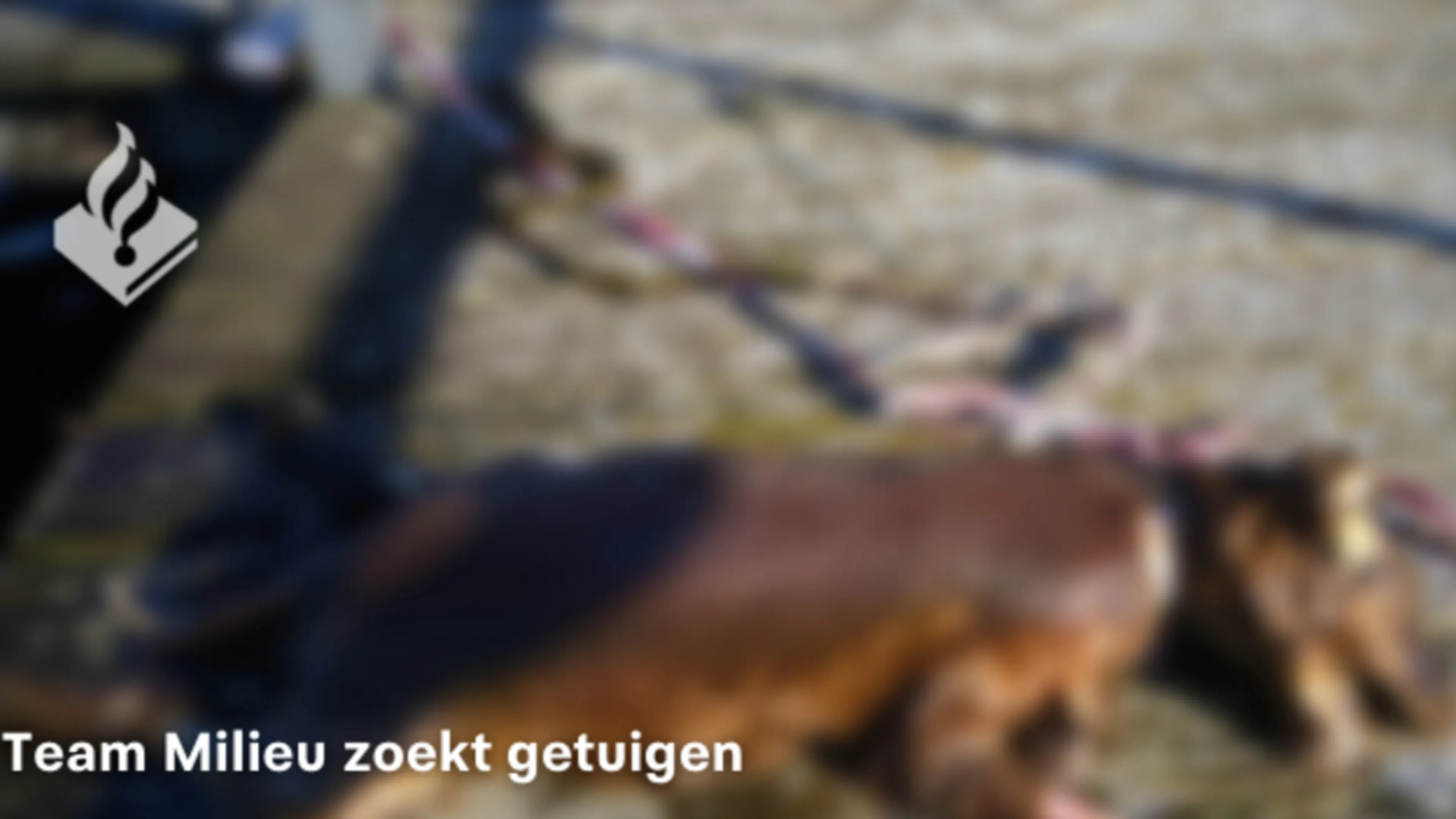 Jongens vinden dode hond met lint om nek in Sloterparkpad