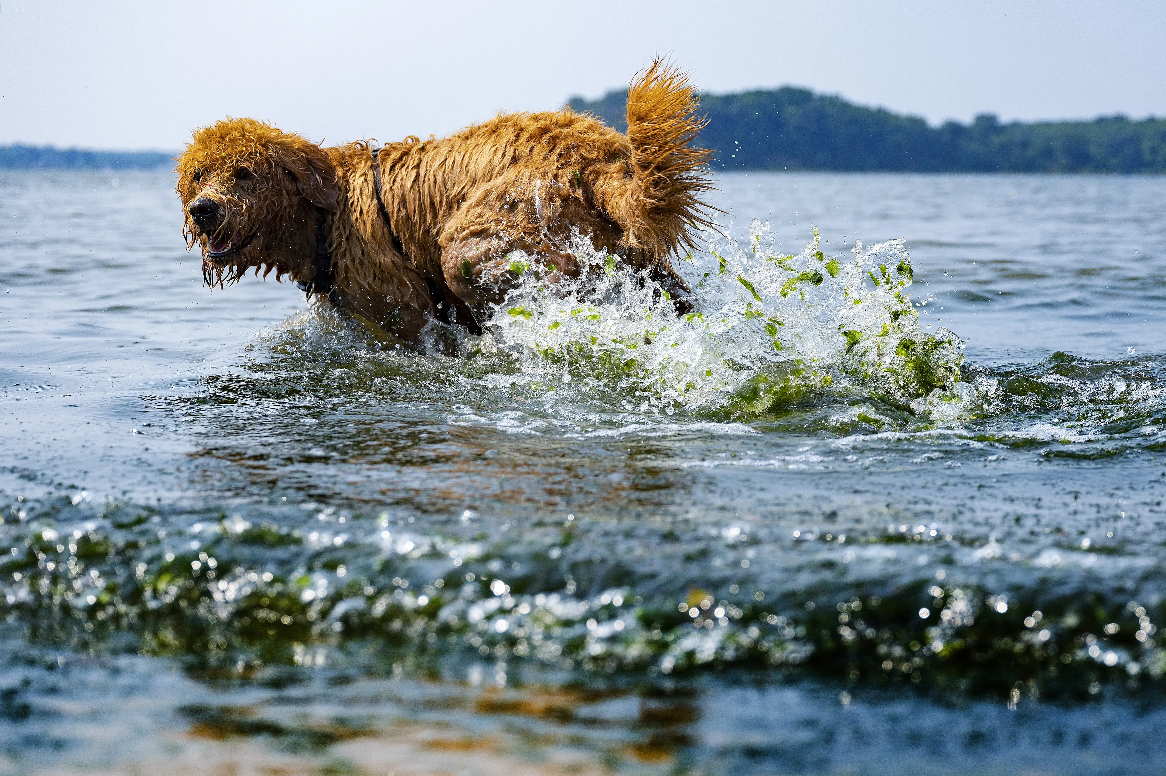 Kindje (2) gewond door hondenbeet van labradoodle in Petten