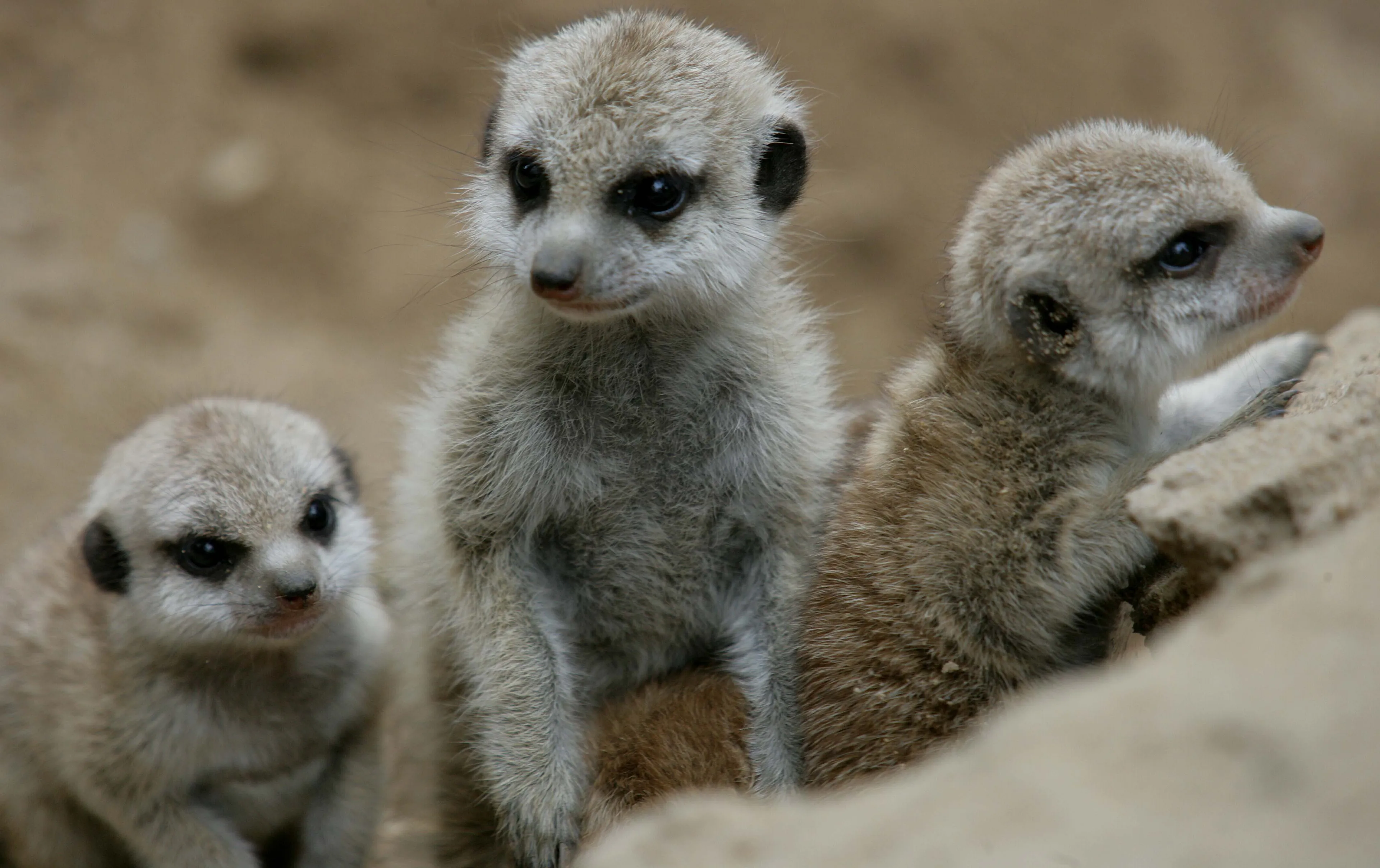 Schattig: stokstaartje in Beekse Bergen bevallen van jonkies