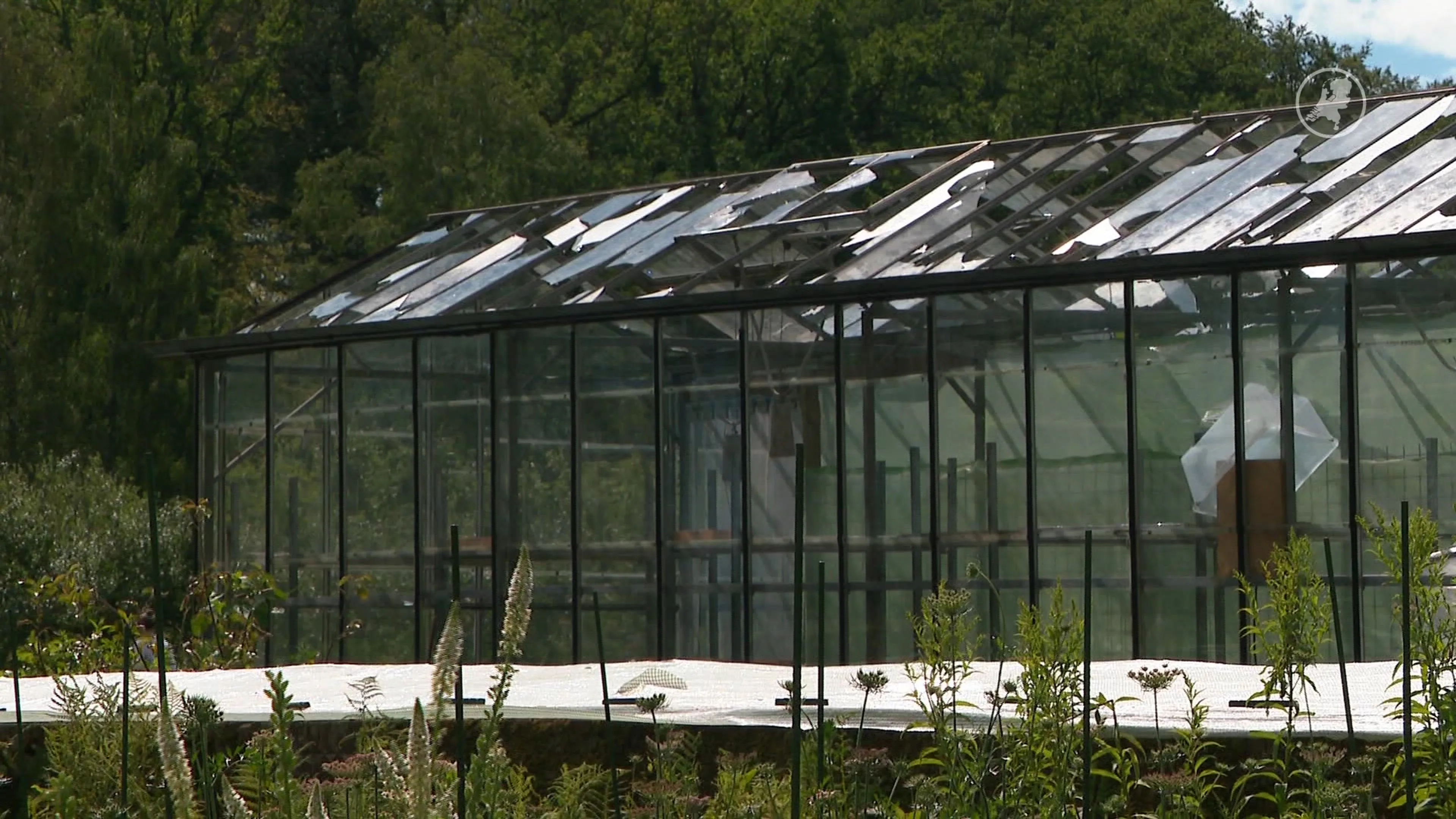 Na hagelschade krijgt tuinderij hartverwarmende steun