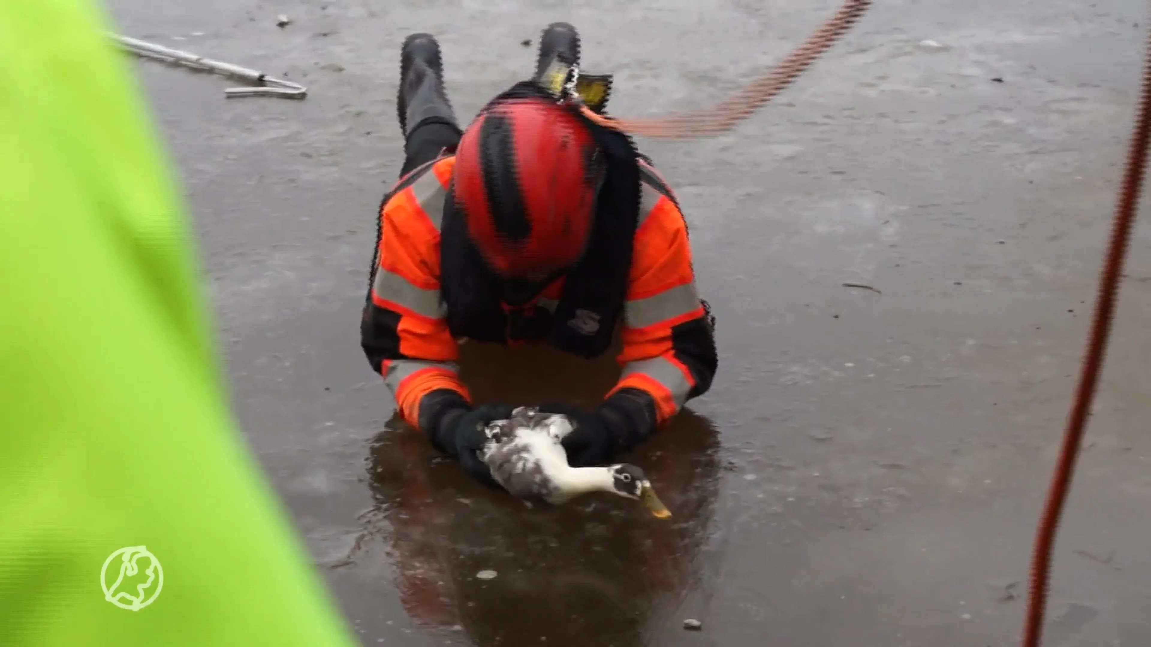Telefoon roodgloeiend bij Dierenbescherming over vastgevroren watervogels