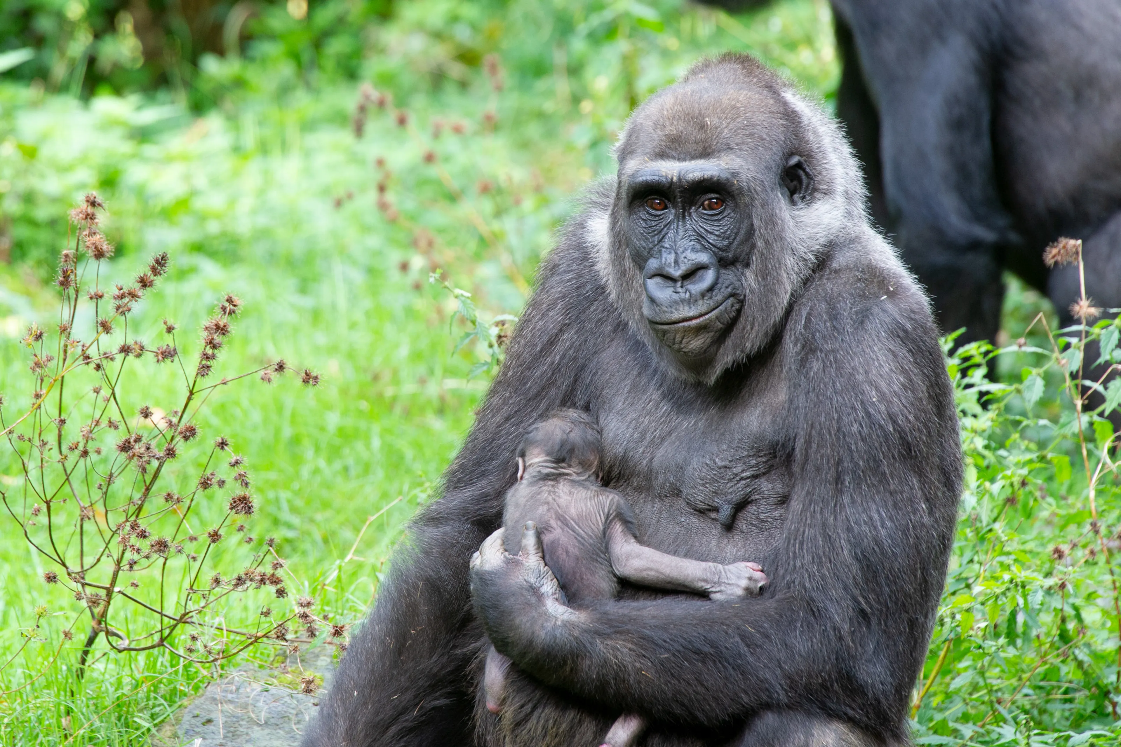 Feestelijke verrassing in Apenheul: eerste babygorilla in drie jaar geboren