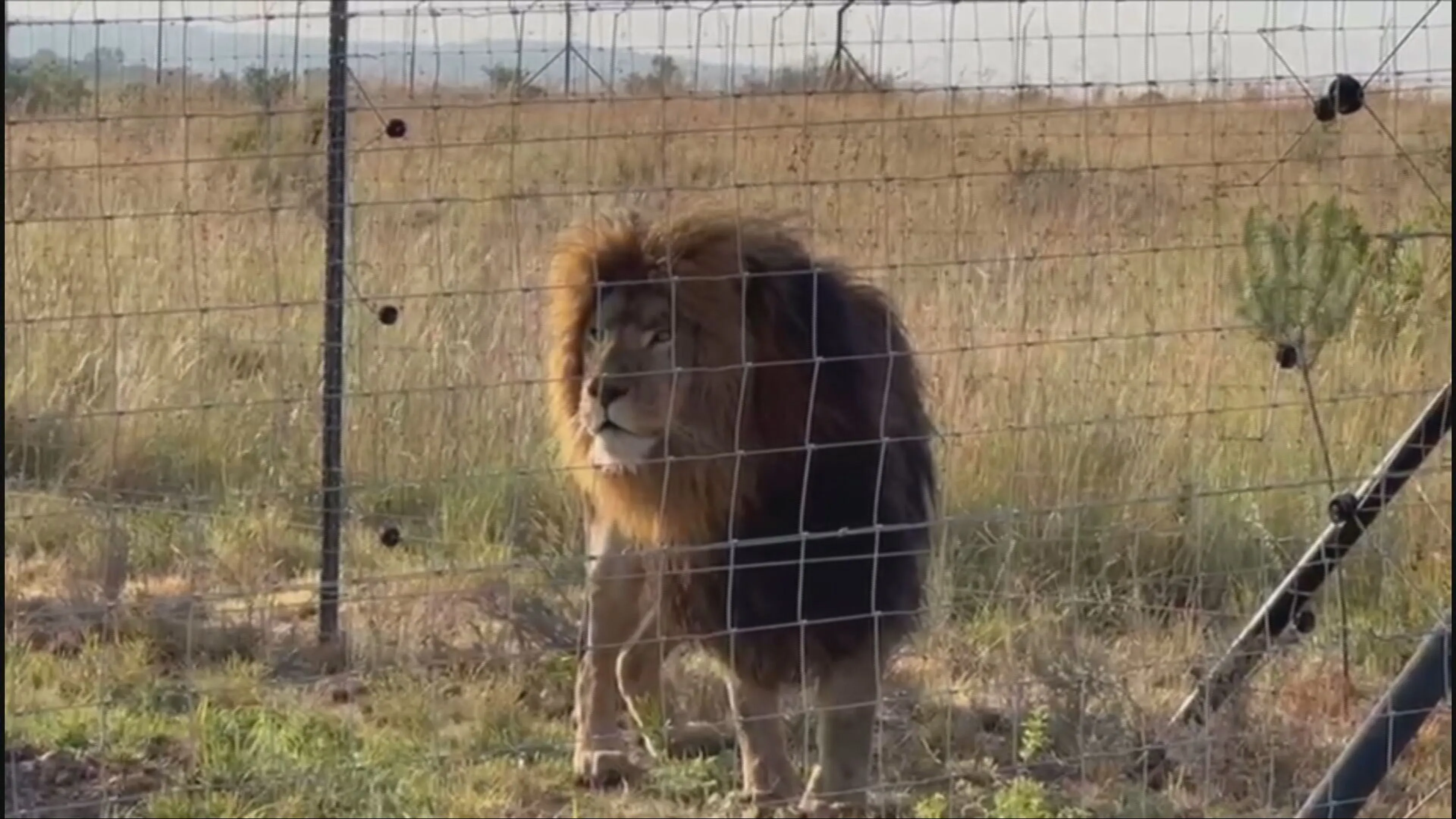 ZIEN: Leeuwen Remy en Luna zetten tanden in Zuid-Afrikaans avontuur