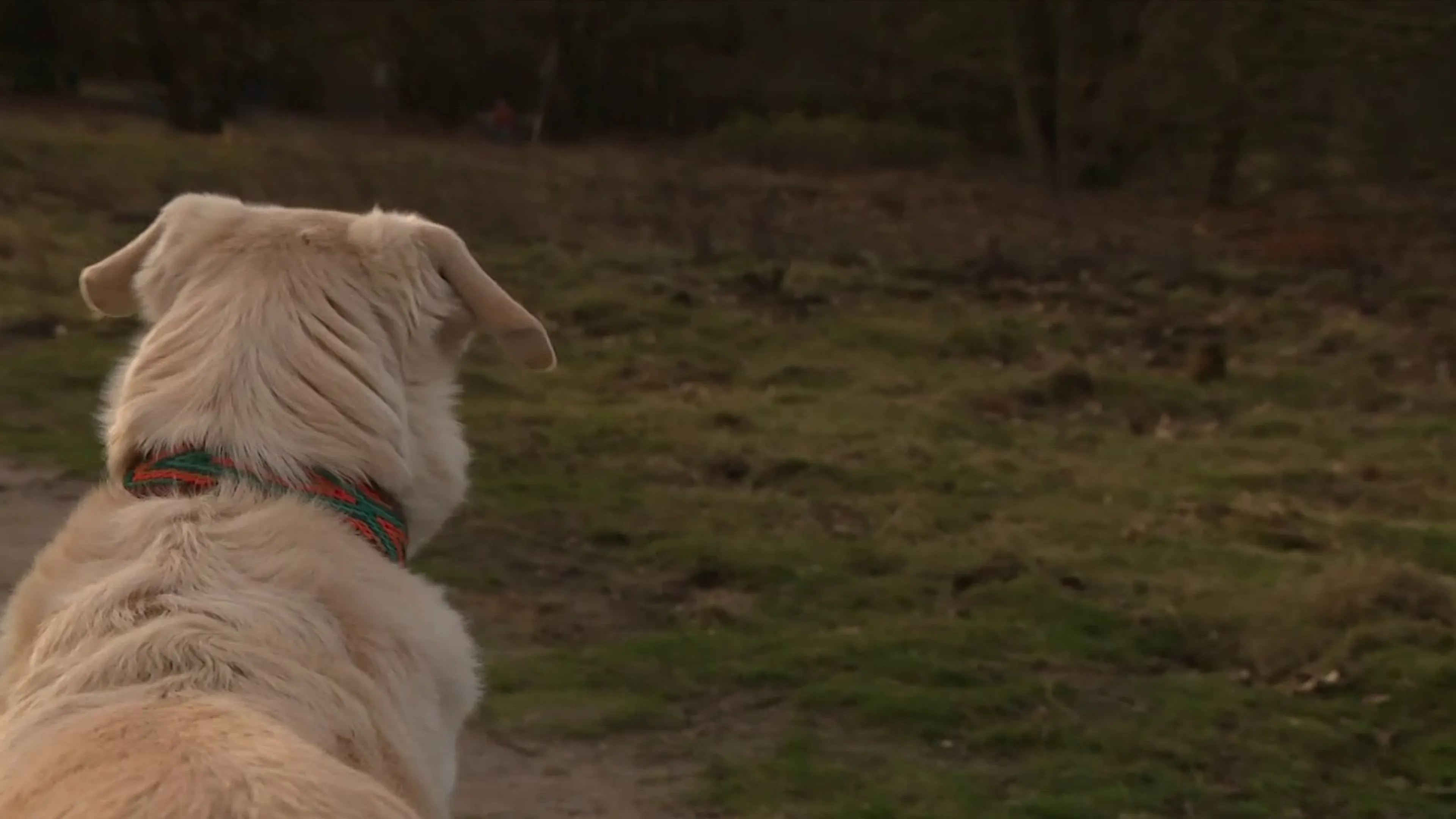 Waarschuwing voor paaseitjes: risico voor honden