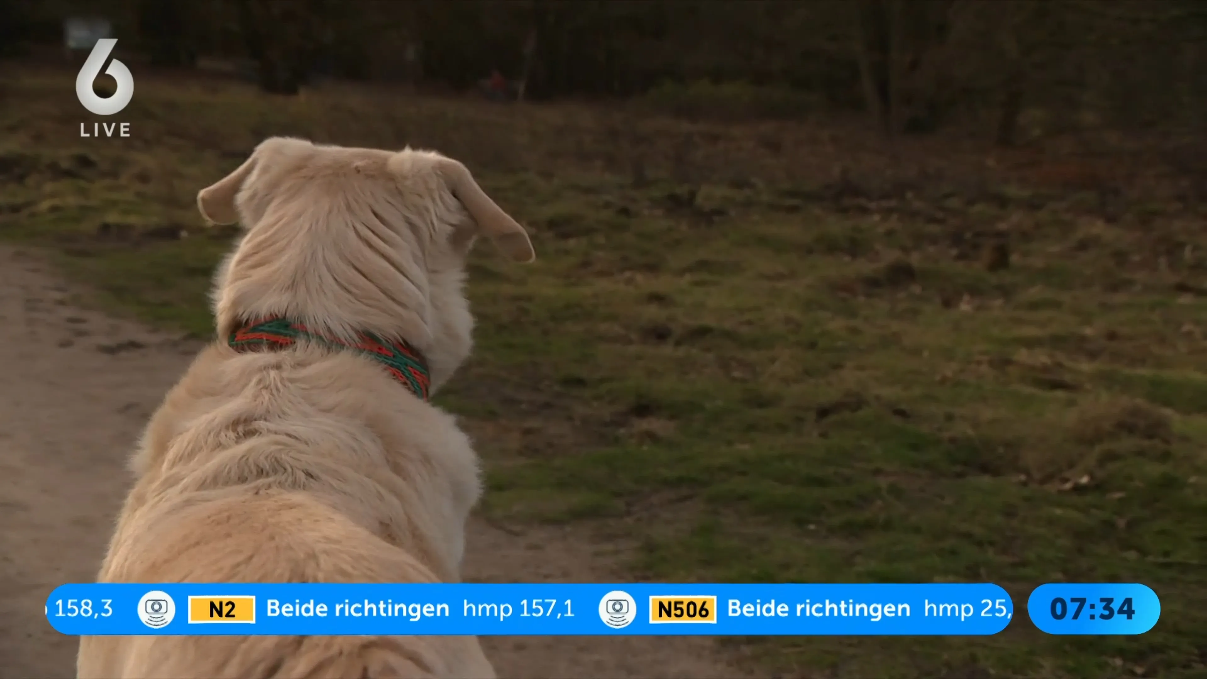 Waarschuwing voor paaseitjes: risico voor honden