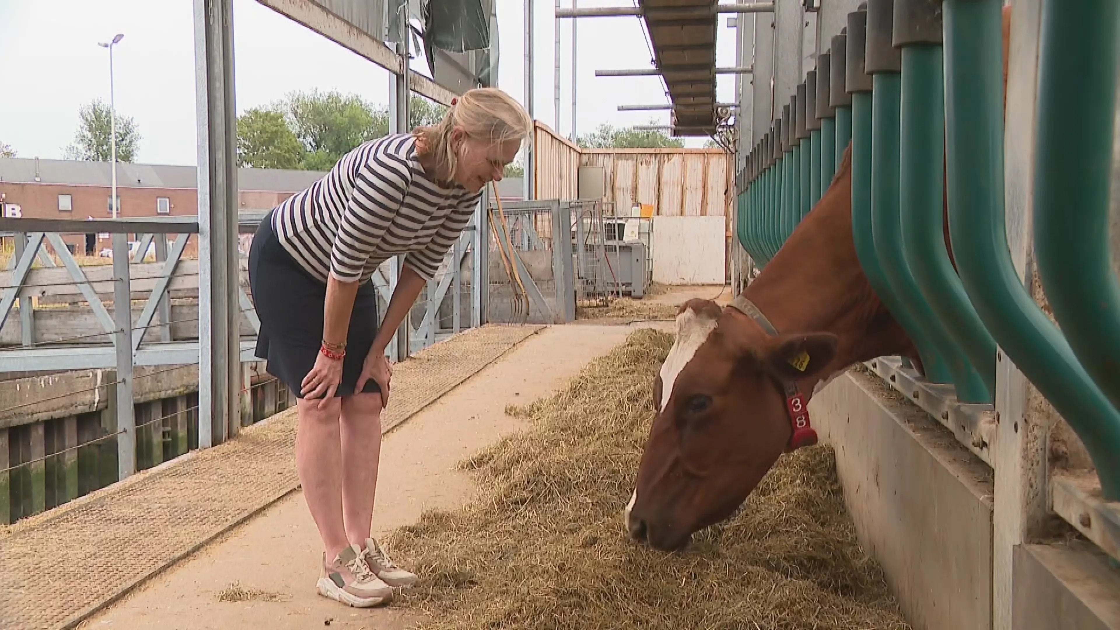 Floating Farm te koop: 28 koeien moeten weg om stalvloer