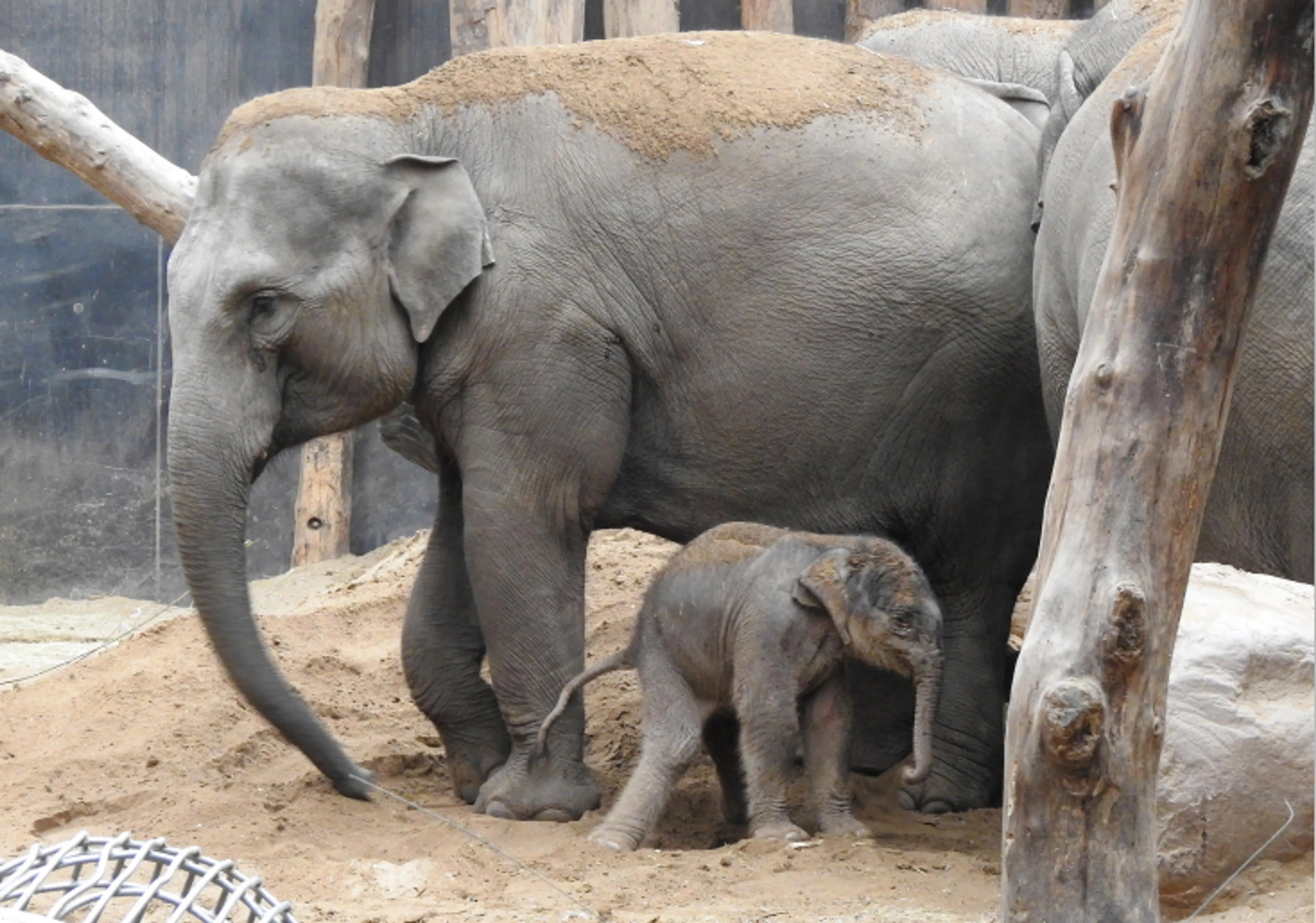 Dit schattige beestje huppelt sinds vandaag door DierenPark Amersfoort