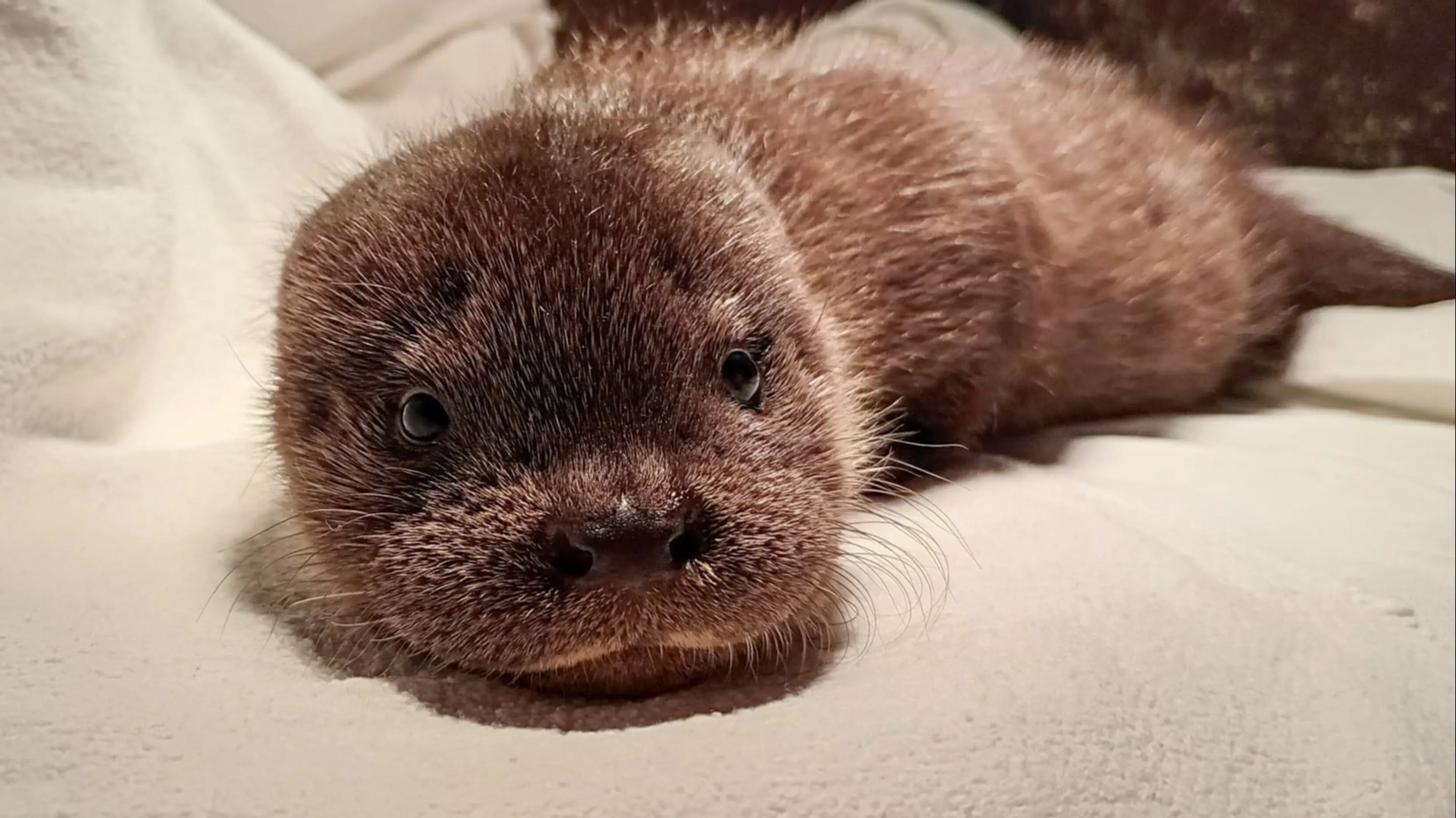 ZIEN: Verdwaalde baby-otter gevonden bij woning in Hallum