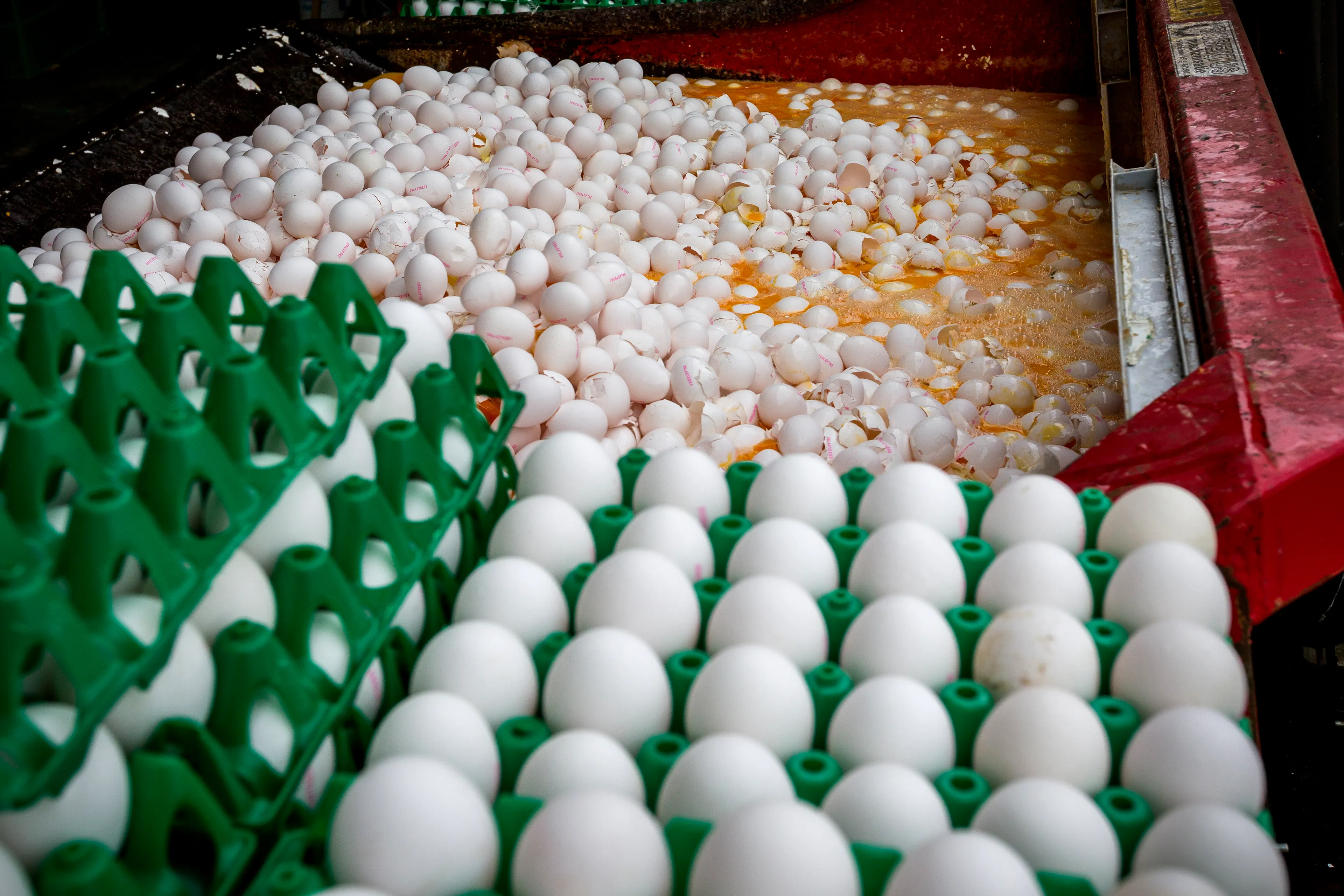 Luizenbestrijders aansprakelijk voor fipronilcrisis, schadevergoeding voor boeren