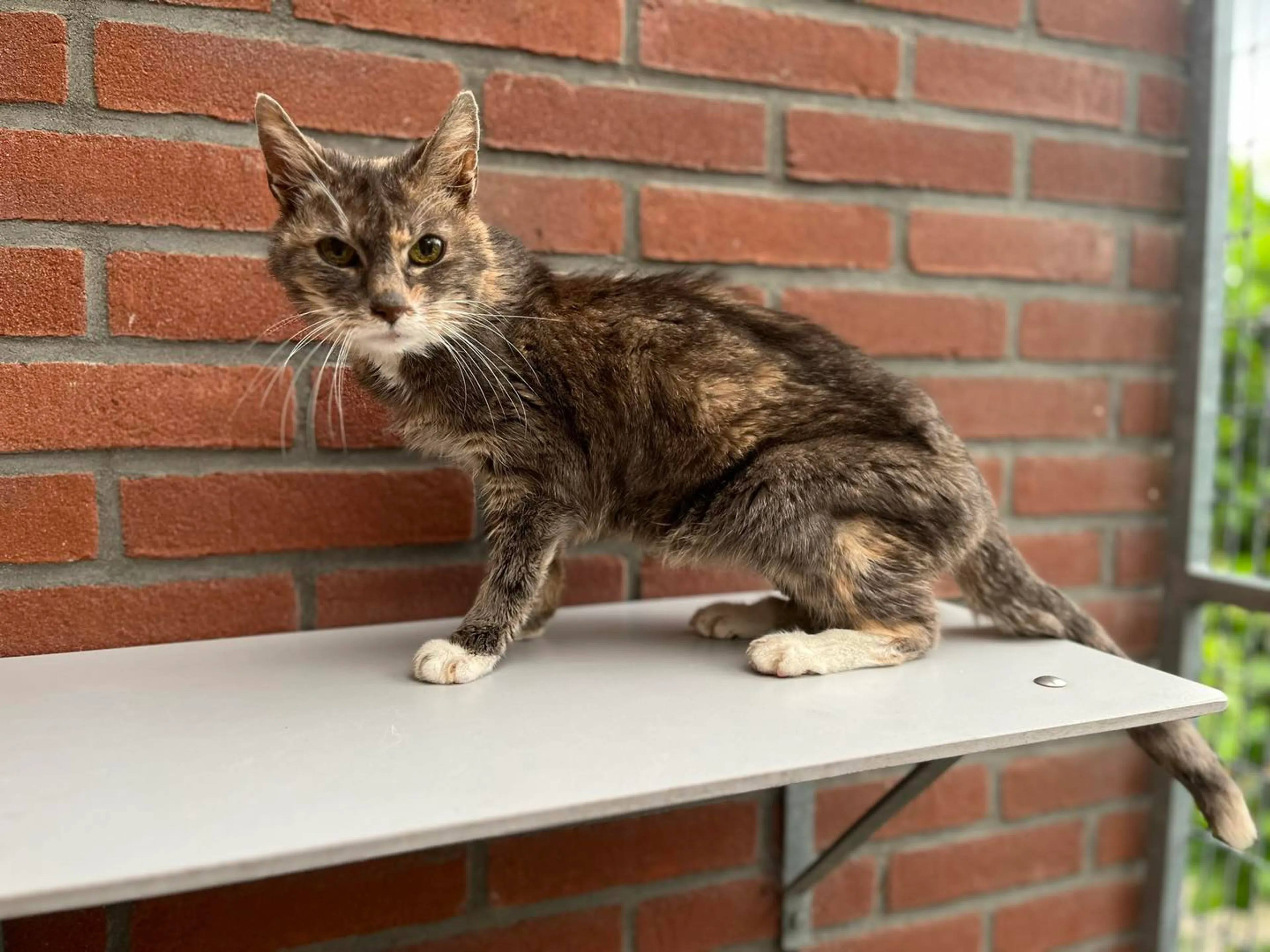 Hoogbejaarde poes Whiskey (22) na hachelijk avontuur weer veilig thuis