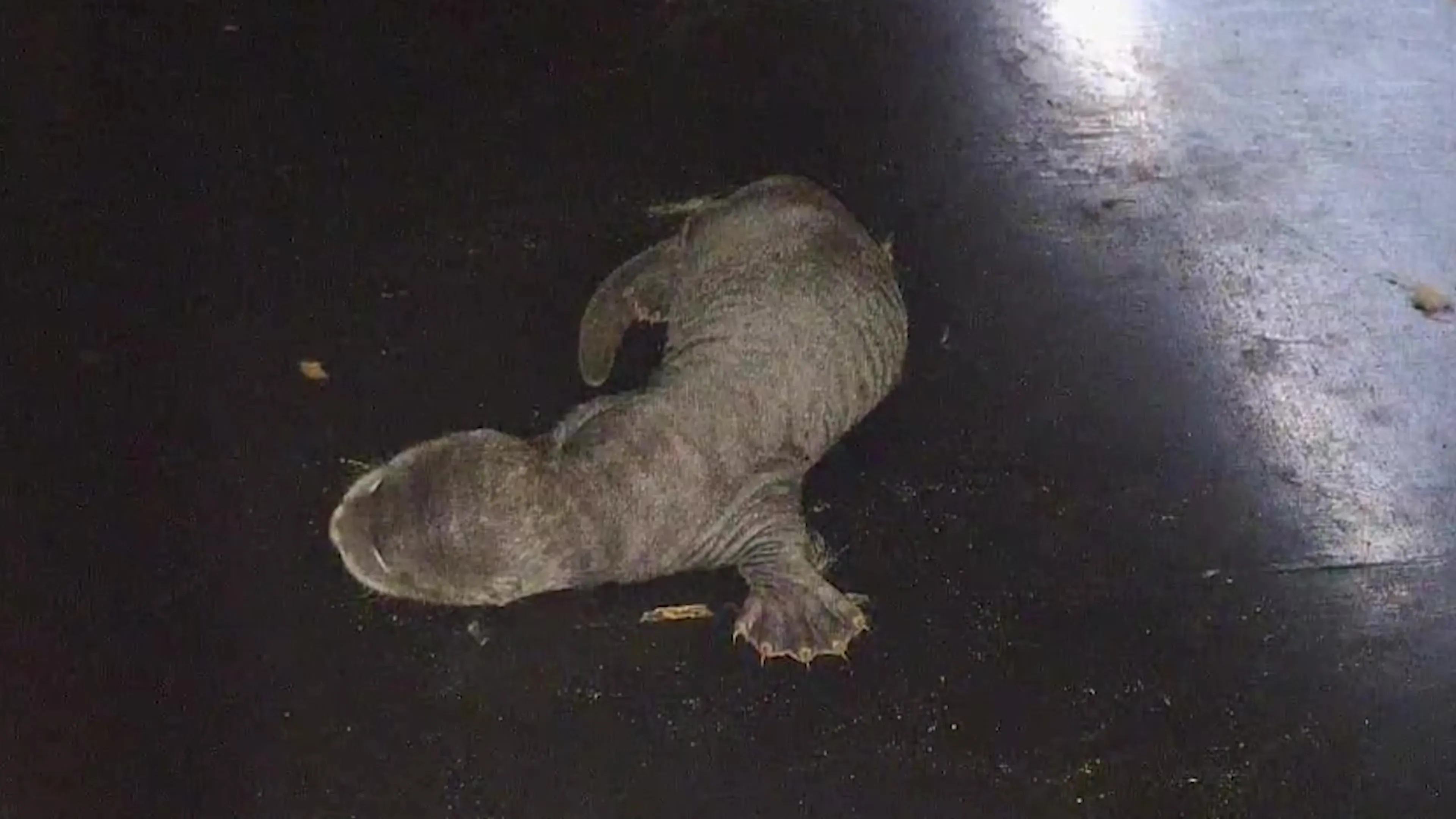 Primeur in Nederland: eerste reuzenotterjong ooit geboren in dierentuin