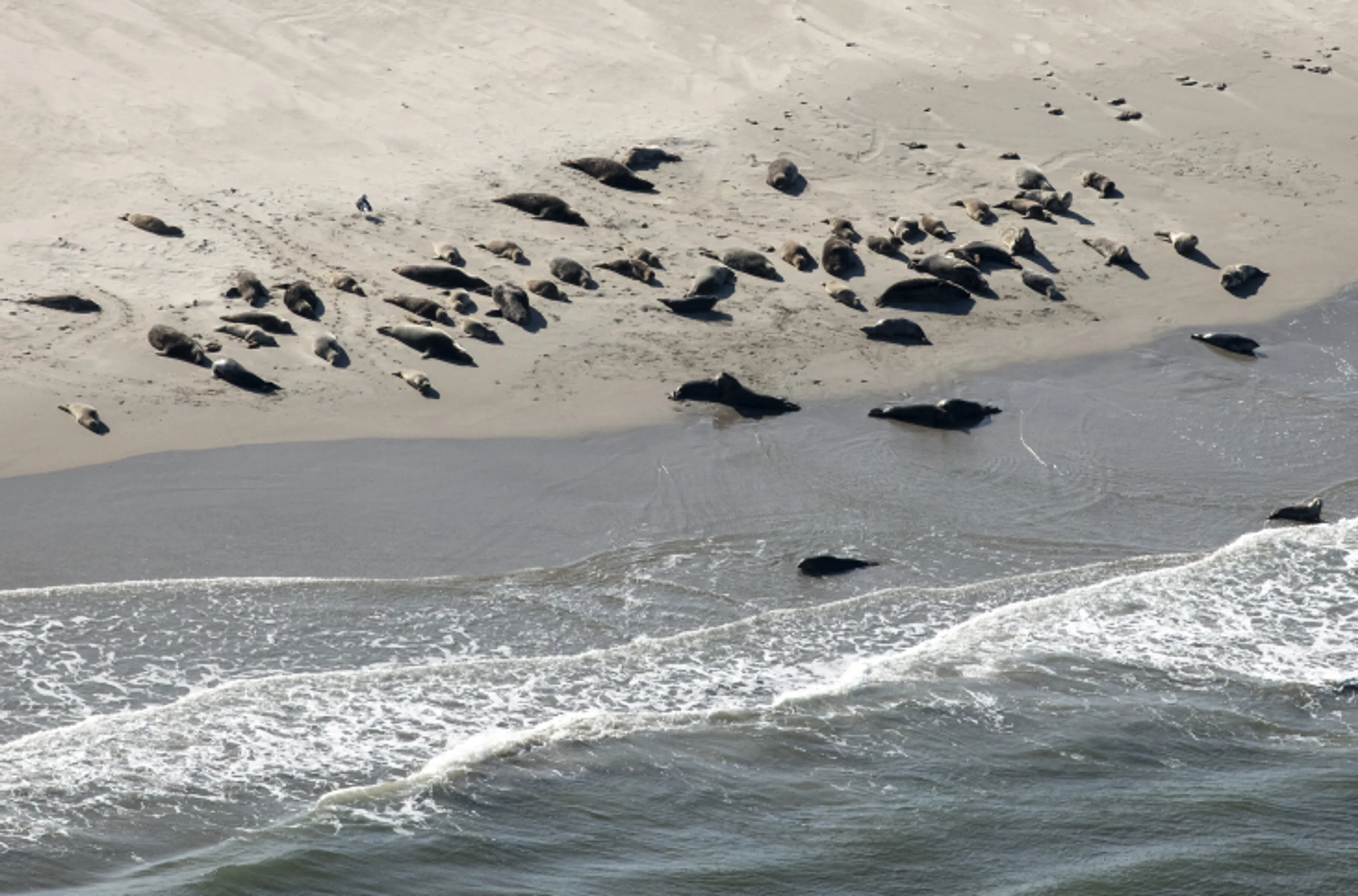 Heuse geboortegolf in Nederlandse Waddenzee: veel jonge zeehonden dit jaar