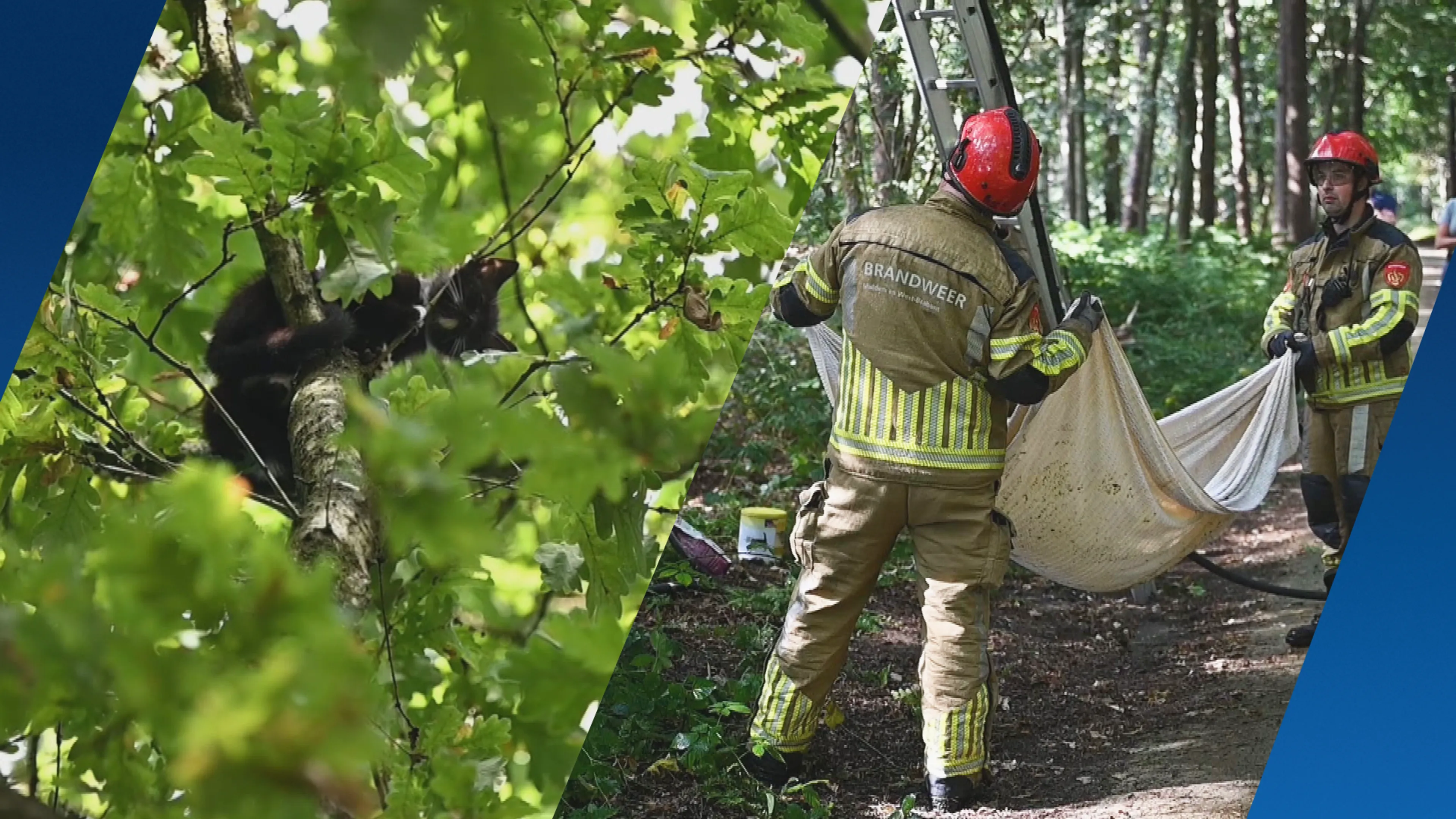 Gedumpte kittens uit bos Oisterwijk gered, met de hulp van Joselin