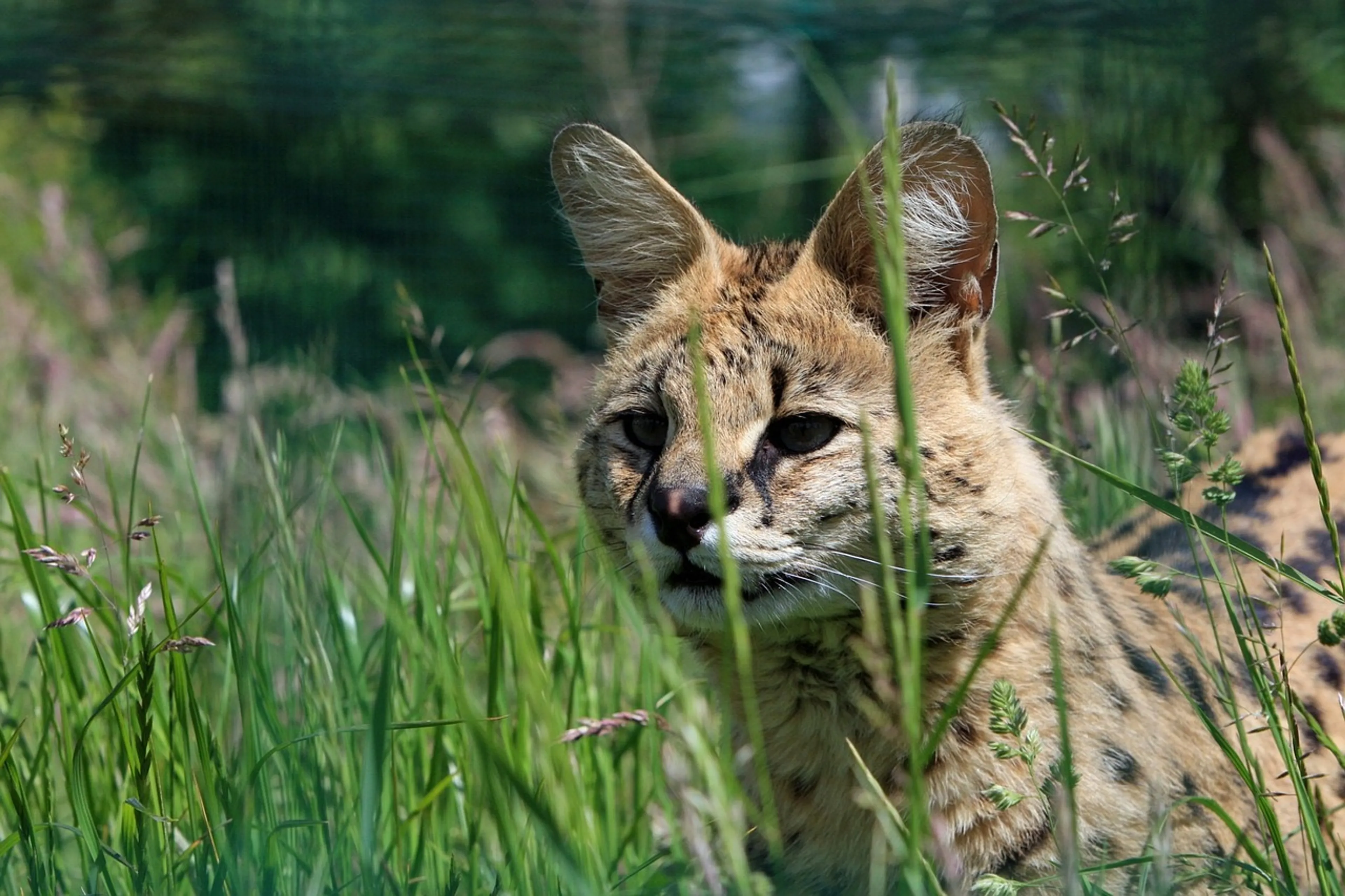 Politie jaagt op moeder-serval en kittens in bos Hoogvliet: 'Niet benaderen!'
