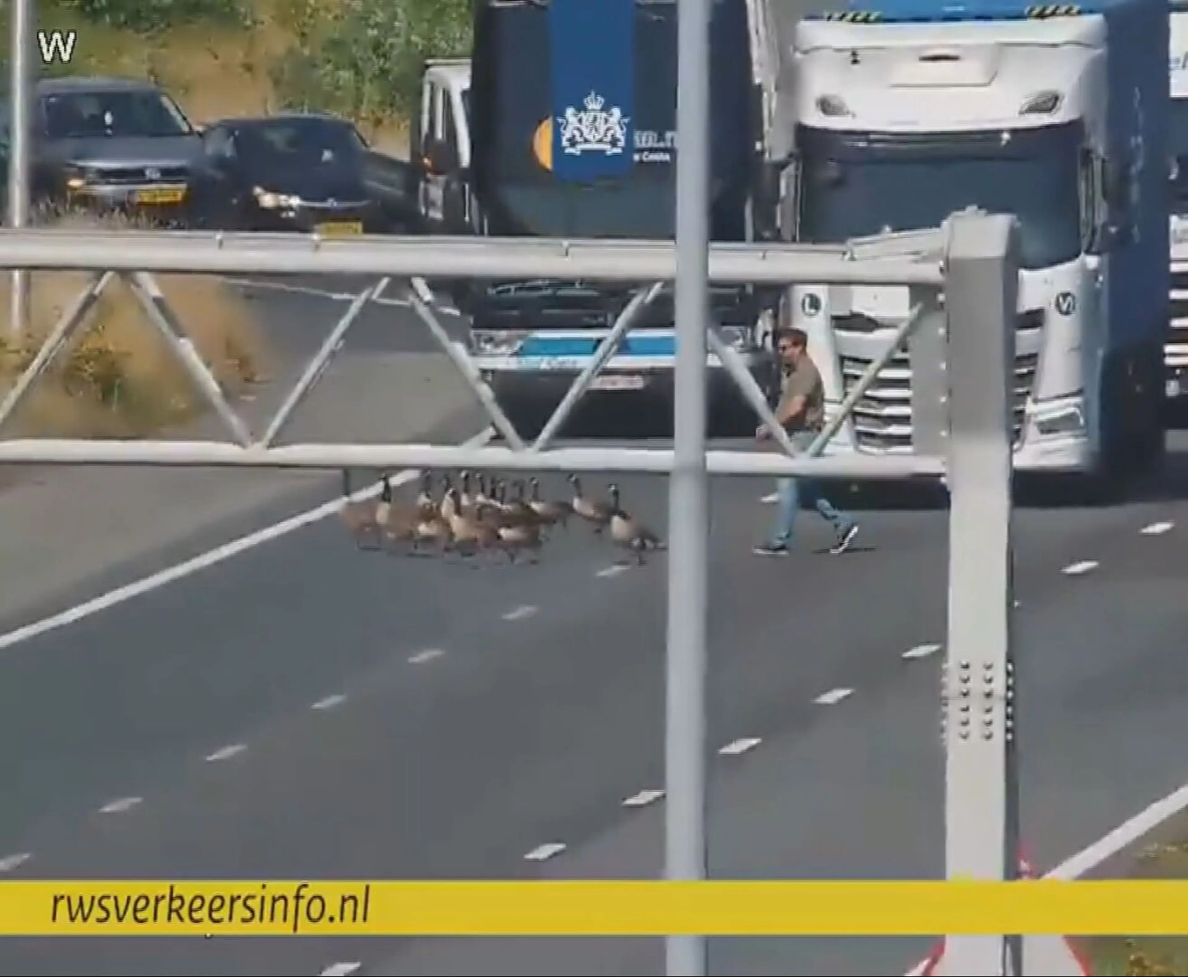 Automobilist trotseert drukke A58 en helpt ganzen veilig oversteken