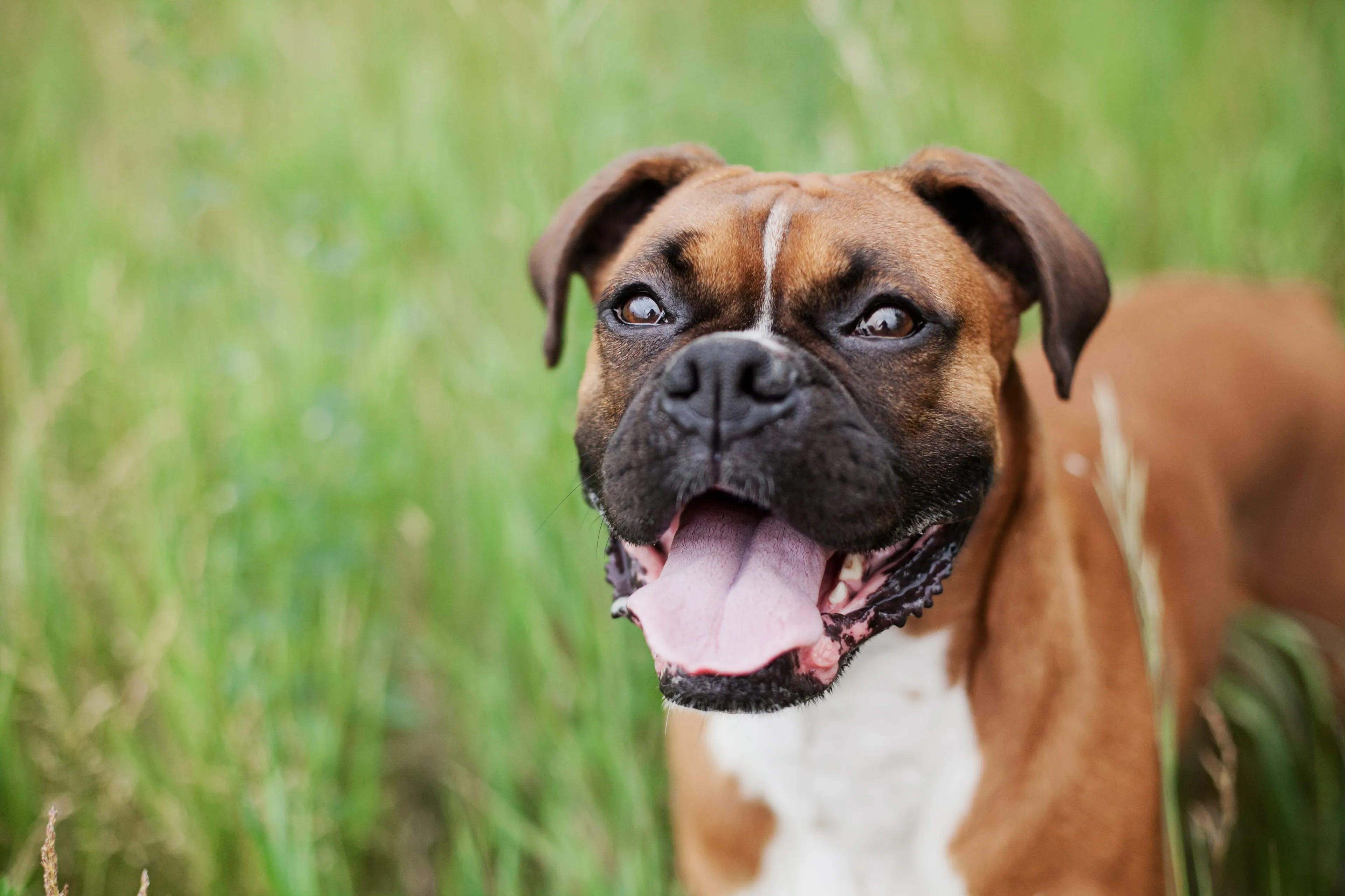Utrechtse artsen opereren hart van bulldog Life