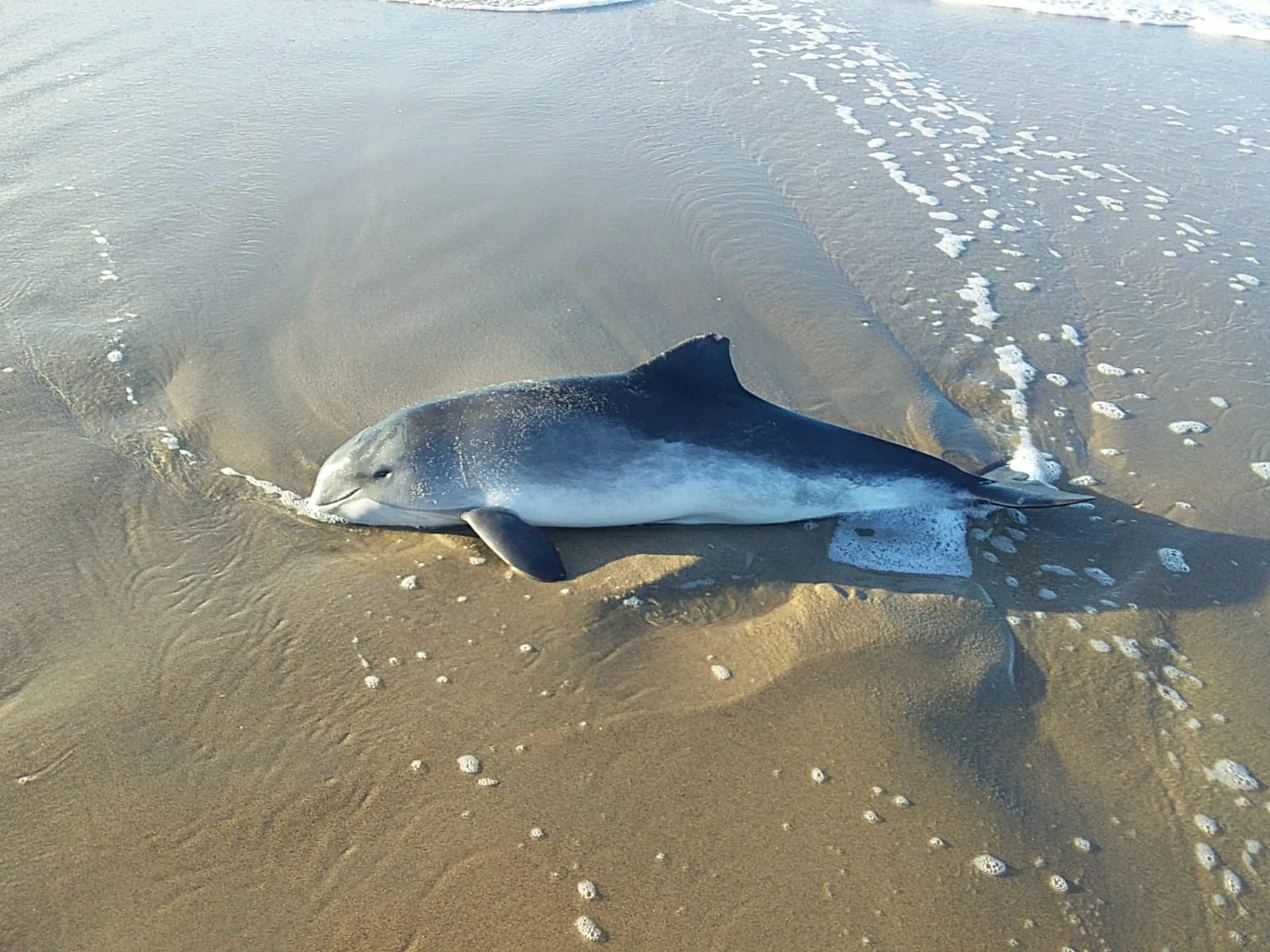 Derde bruinvis binnen een week aangespoeld in Nederland: 'Extreem veel'