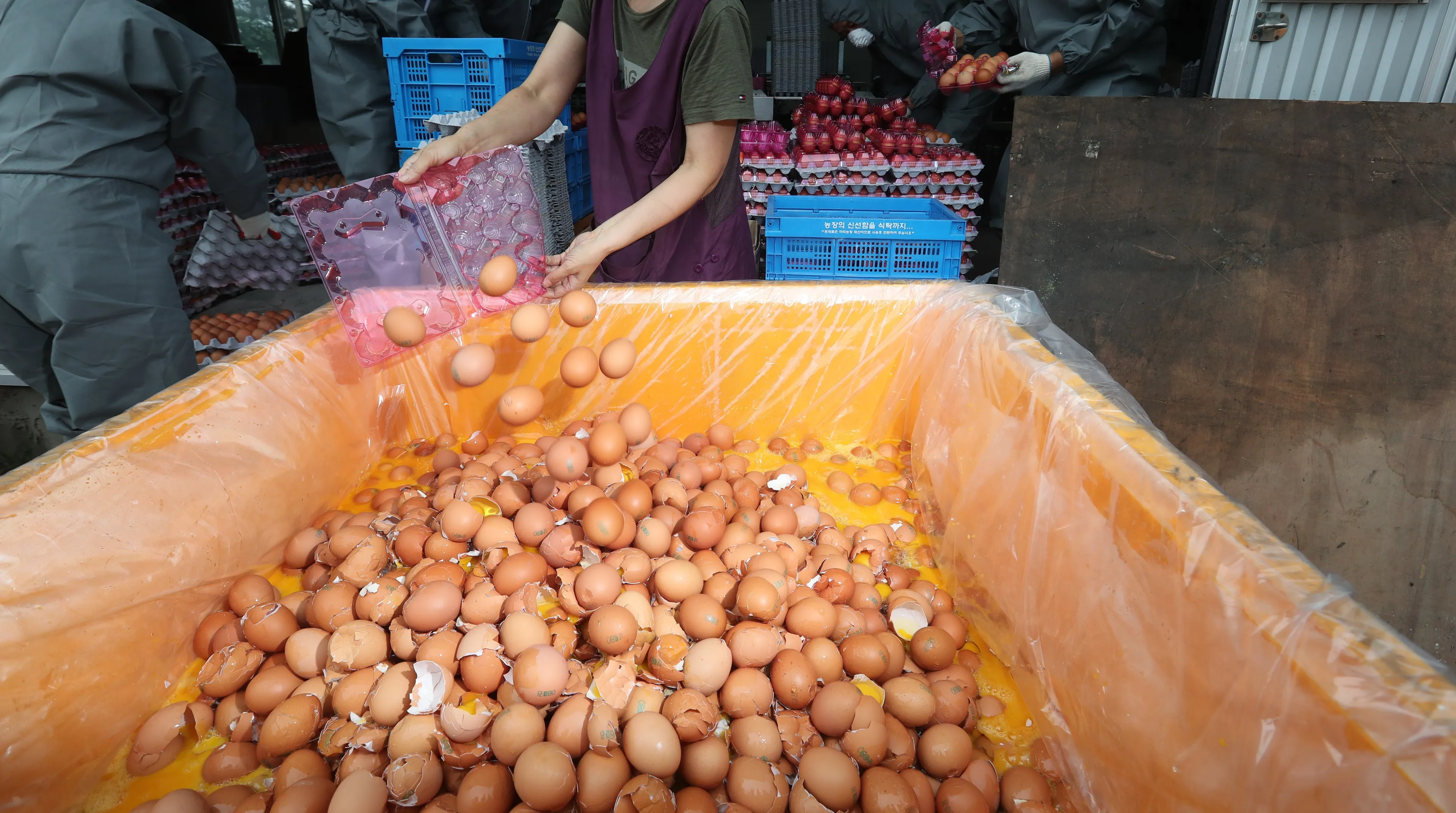 Celstraffen geëist tegen hoofdverdachten fipronilaffaire, boetes voor bedrijven