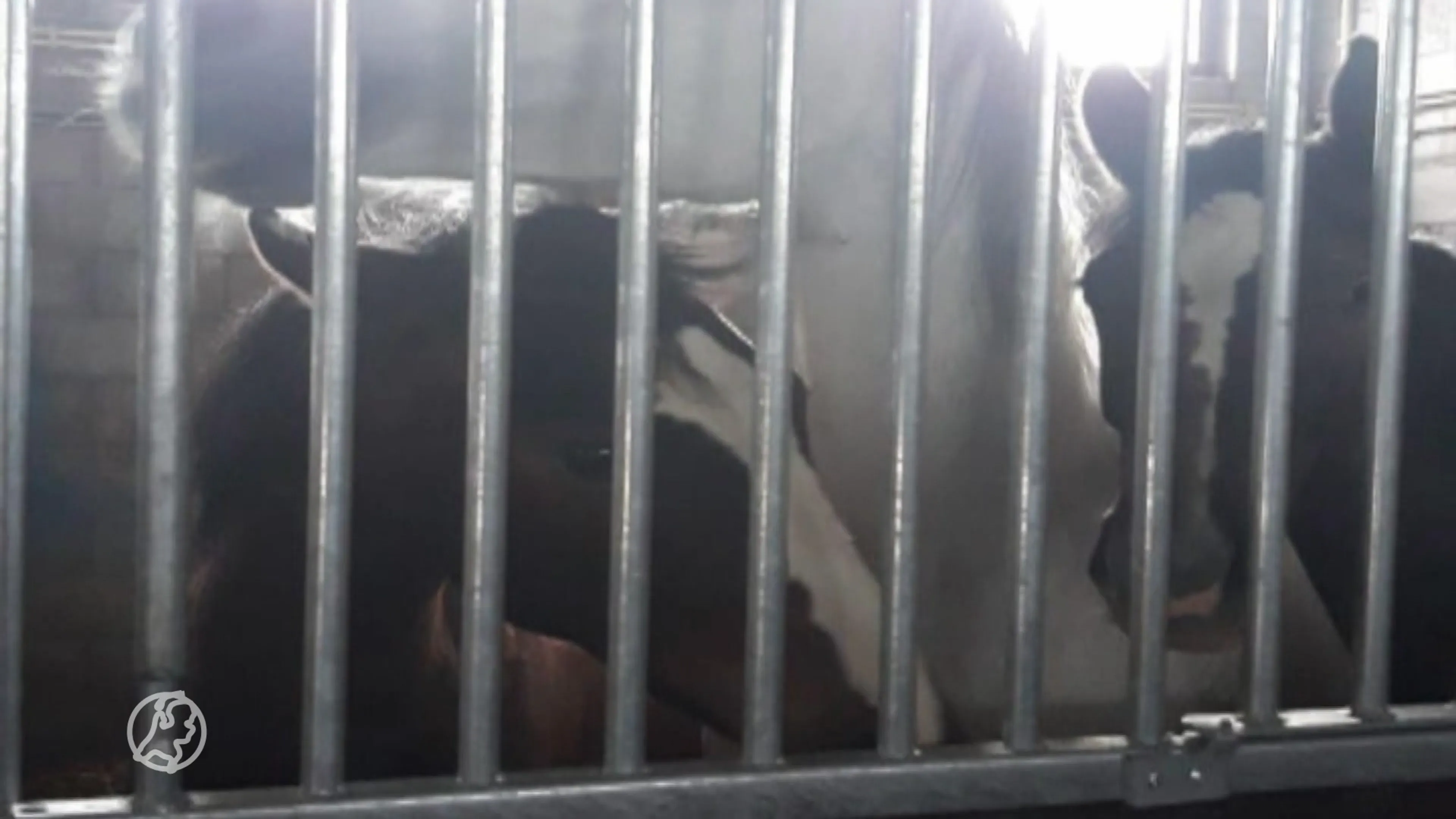 Opnieuw zwaar verwaarloosde paarden gered bij beruchte paardenhouder: 'De maat is vol'
